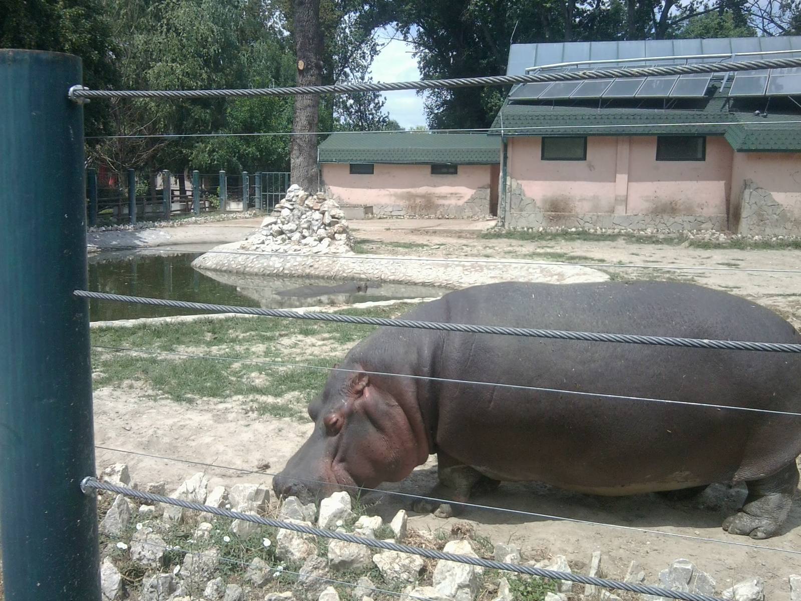 Skopje zoo walk June 29th, 2016, on a hot and humid day