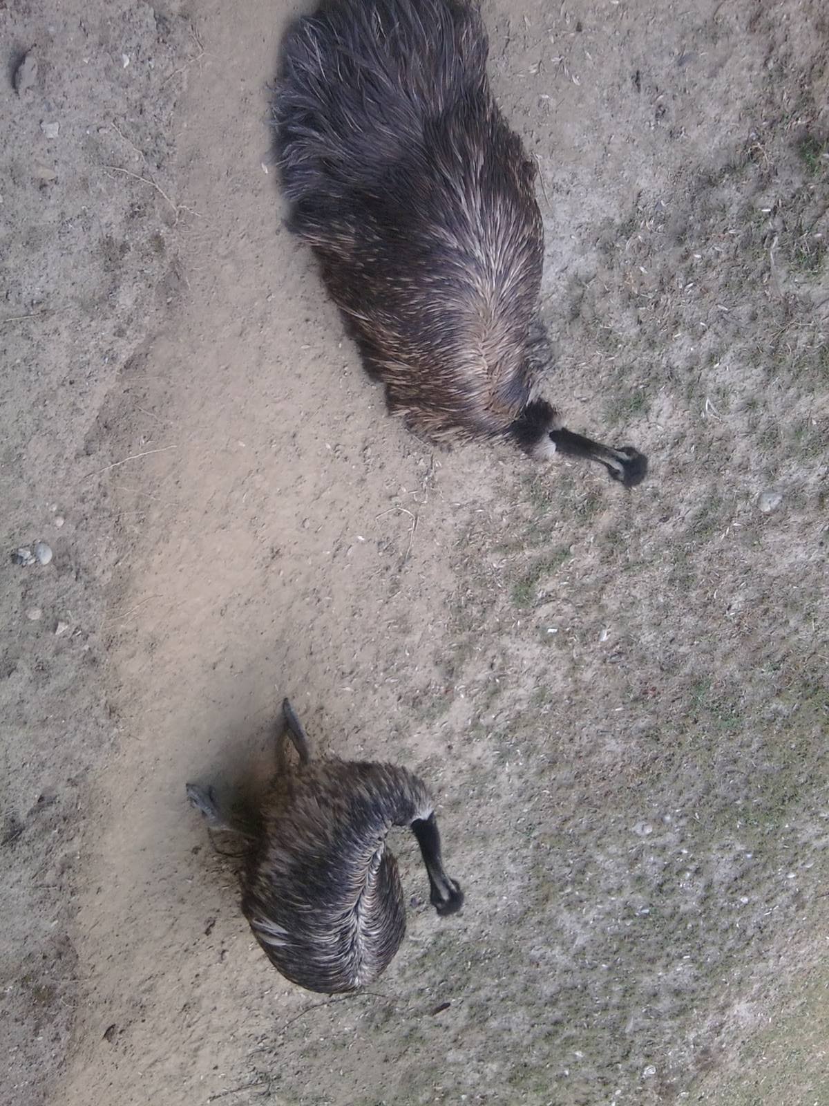 Skopje zoo walk June 29th, 2016, on a hot and humid day