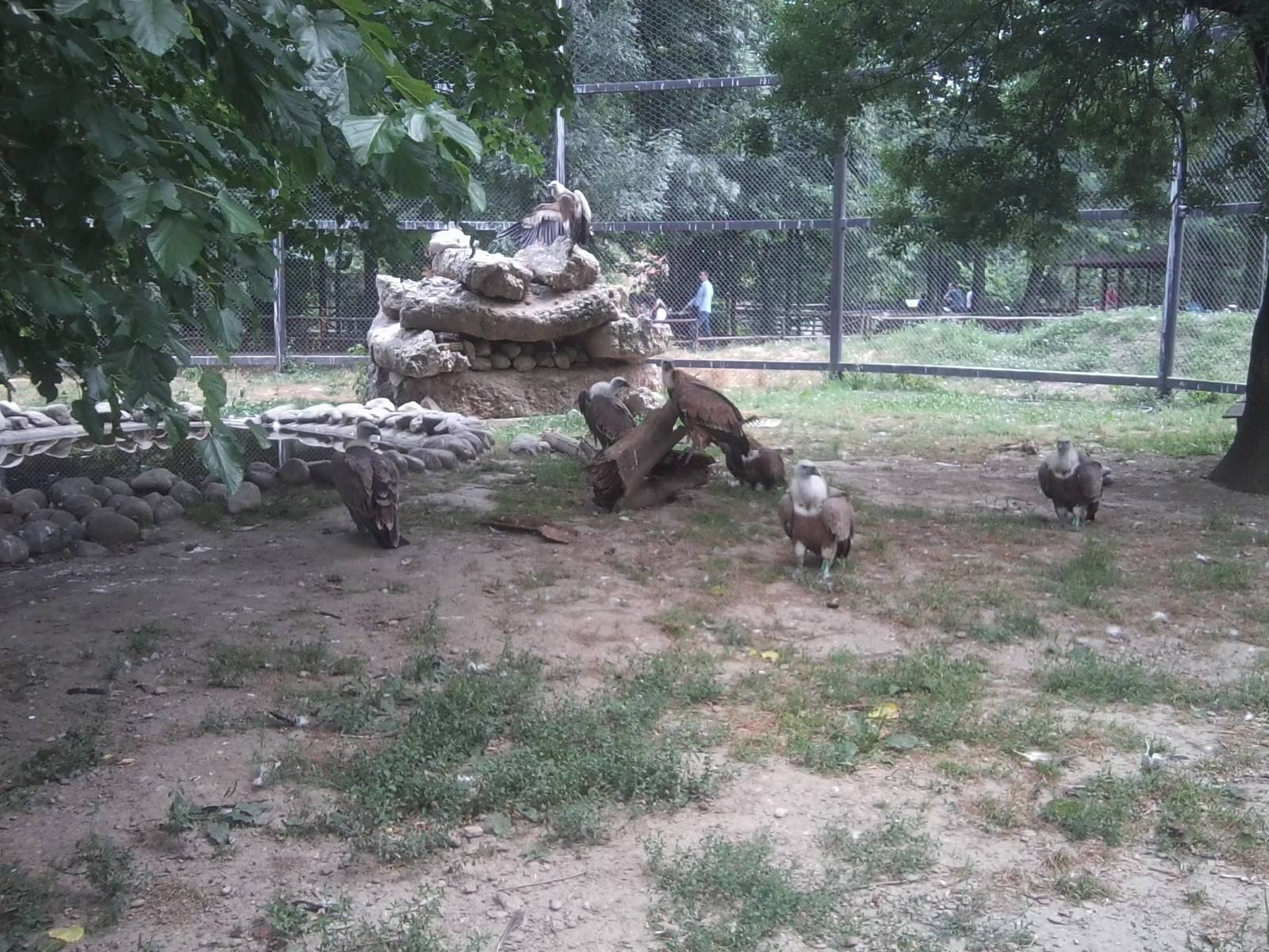 Skopje zoo walk June 29th, 2016, on a hot and humid day