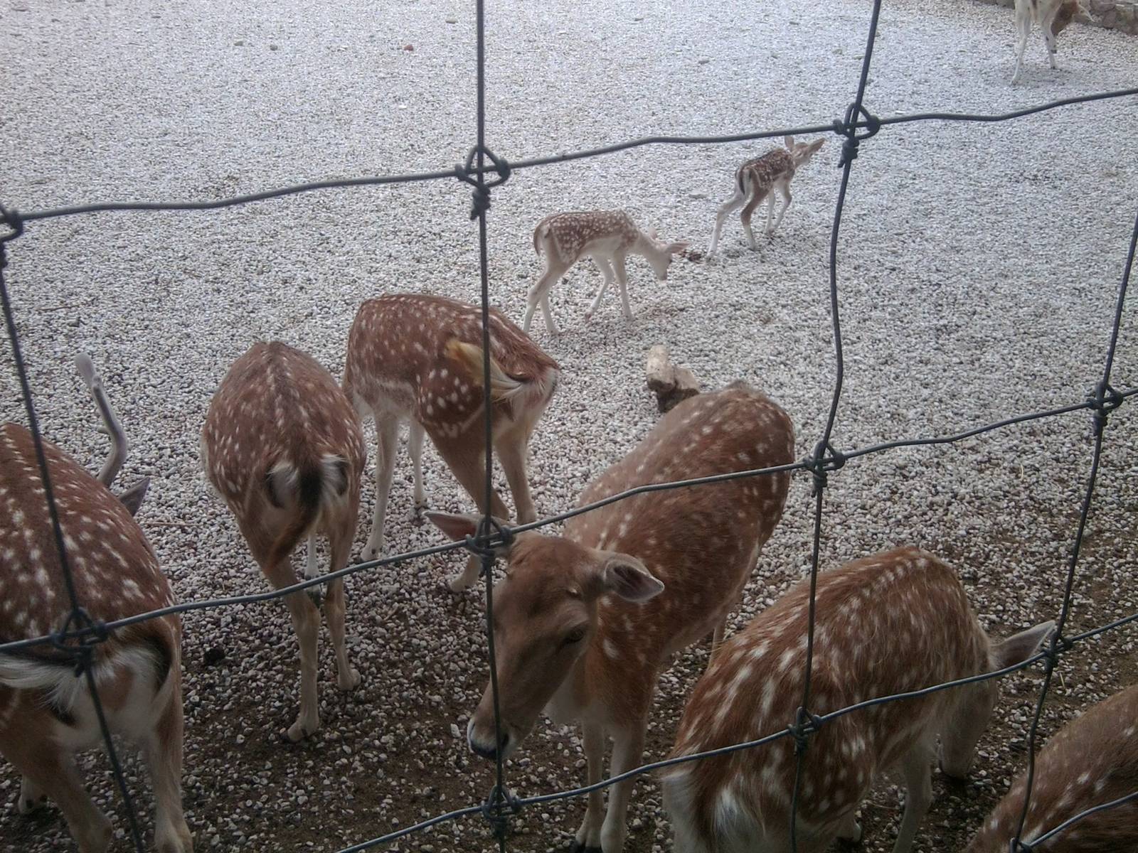 Skopje zoo walk June 29th, 2016, on a hot and humid day