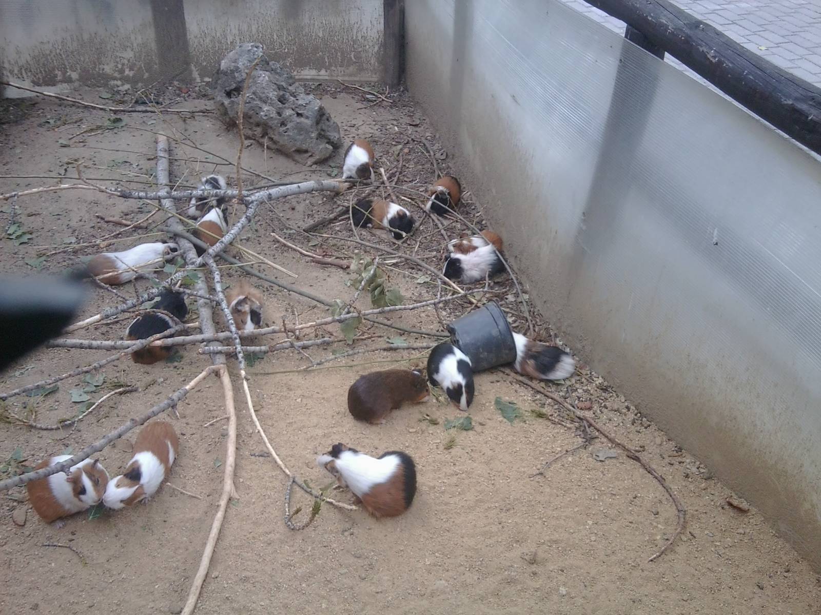 Skopje zoo walk June 29th, 2016, on a hot and humid day