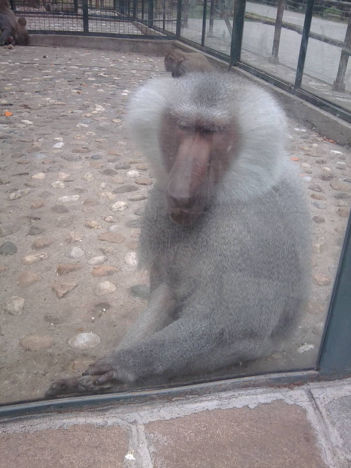 Skopje zoo walk June 29th, 2016, on a hot and humid day