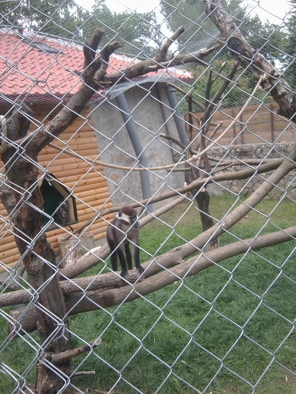 Skopje zoo walk June 29th, 2016, on a hot and humid day