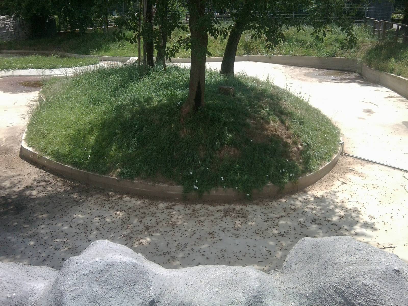 Skopje zoo walk June 29th, 2016, on a hot and humid day