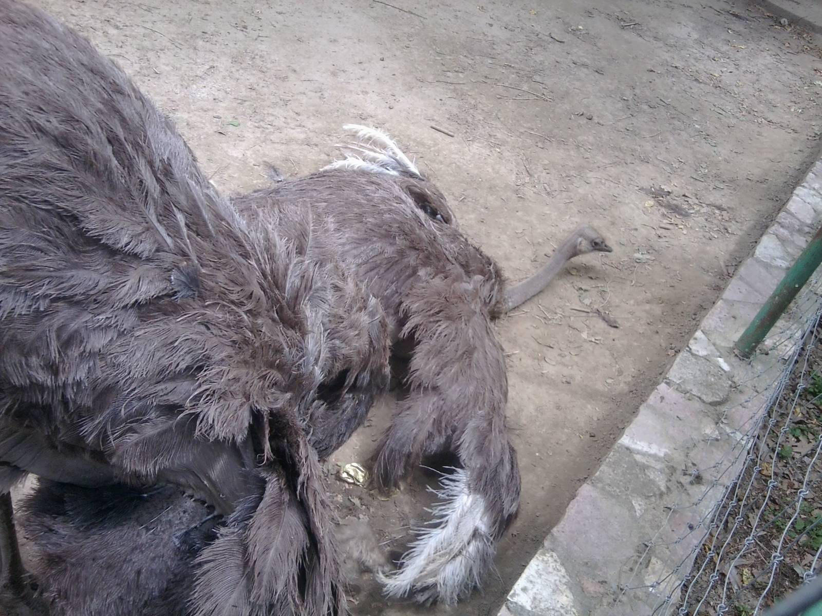 Skopje zoo walk June 29th, 2016, on a hot and humid day