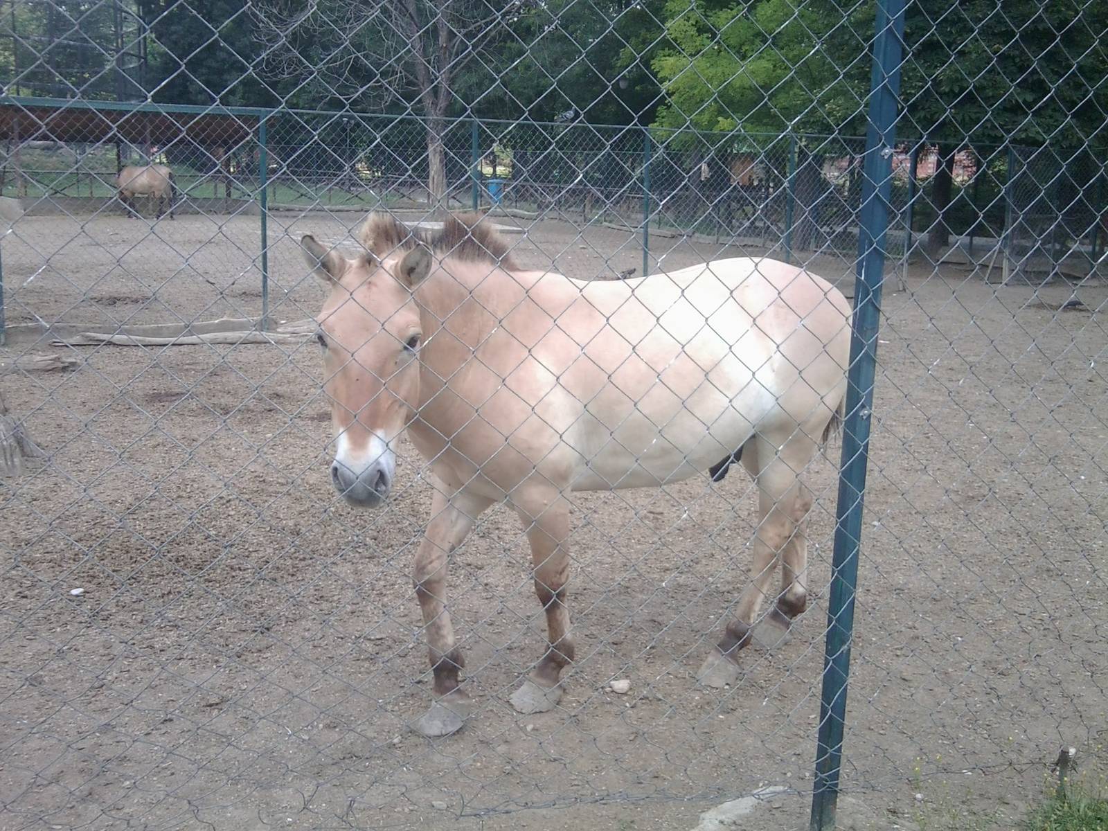 Skopje zoo walk June 29th, 2016, on a hot and humid day