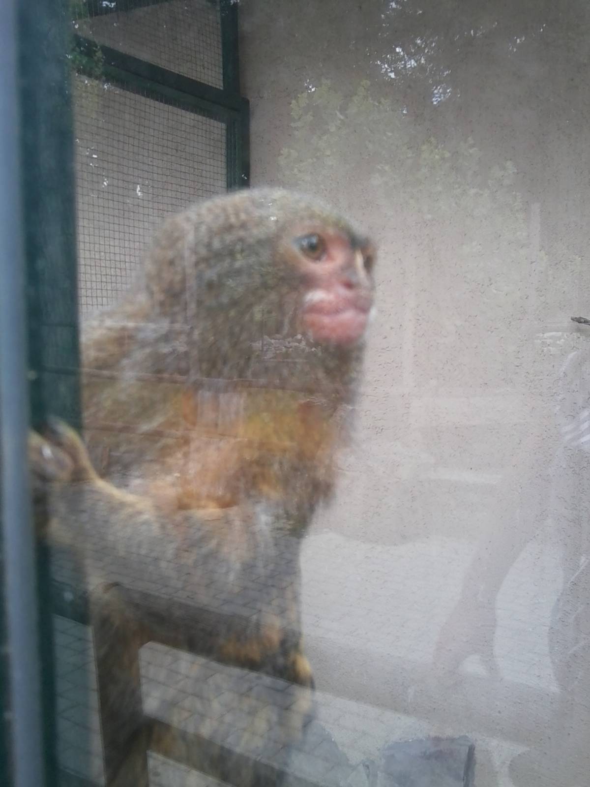Skopje zoo walk June 29th, 2016, on a hot and humid day