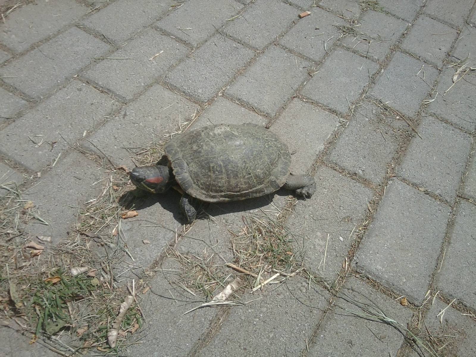 Skopje zoo walk June 29th, 2016, on a hot and humid day