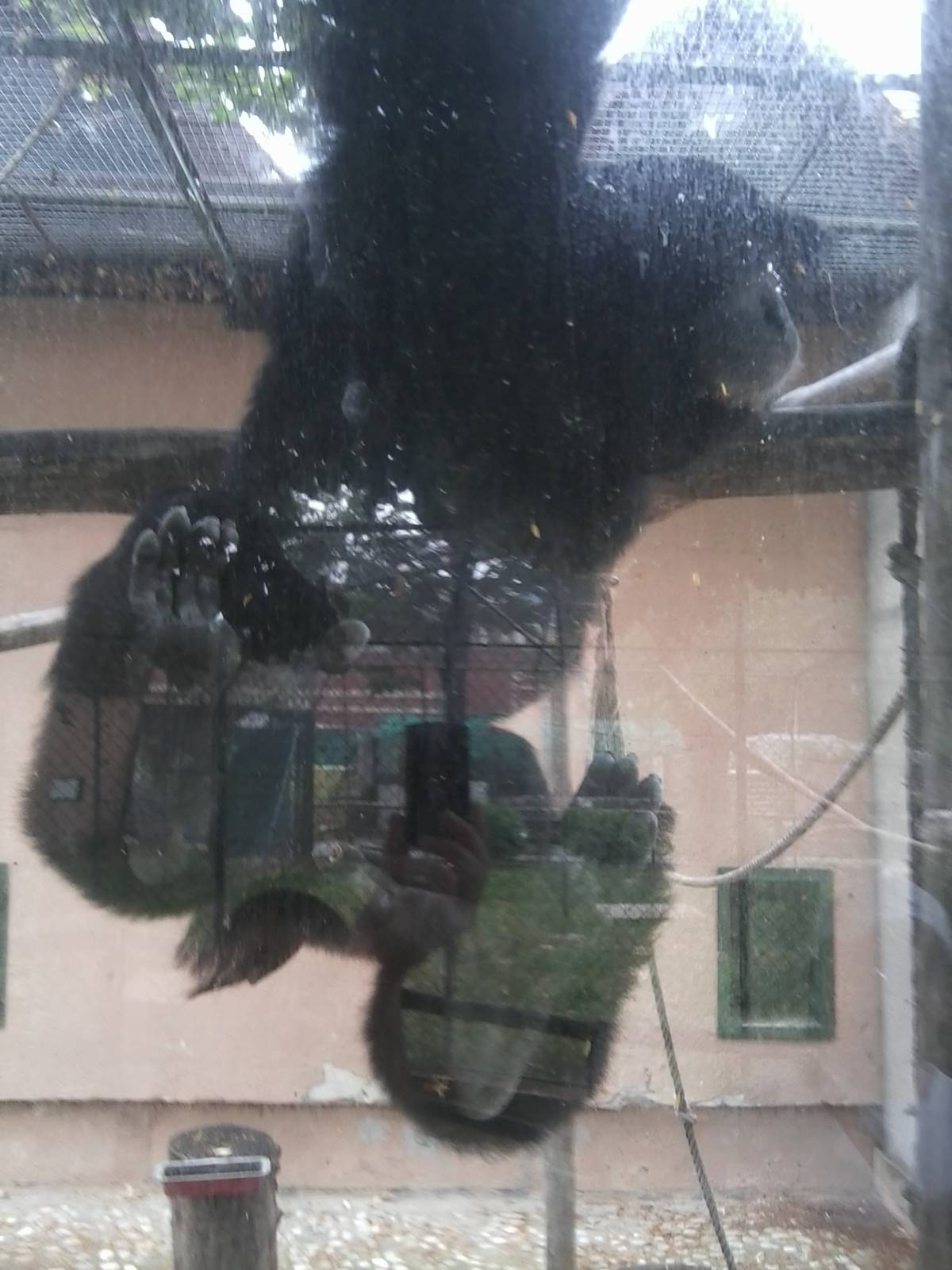 Skopje zoo walk June 29th, 2016, on a hot and humid day