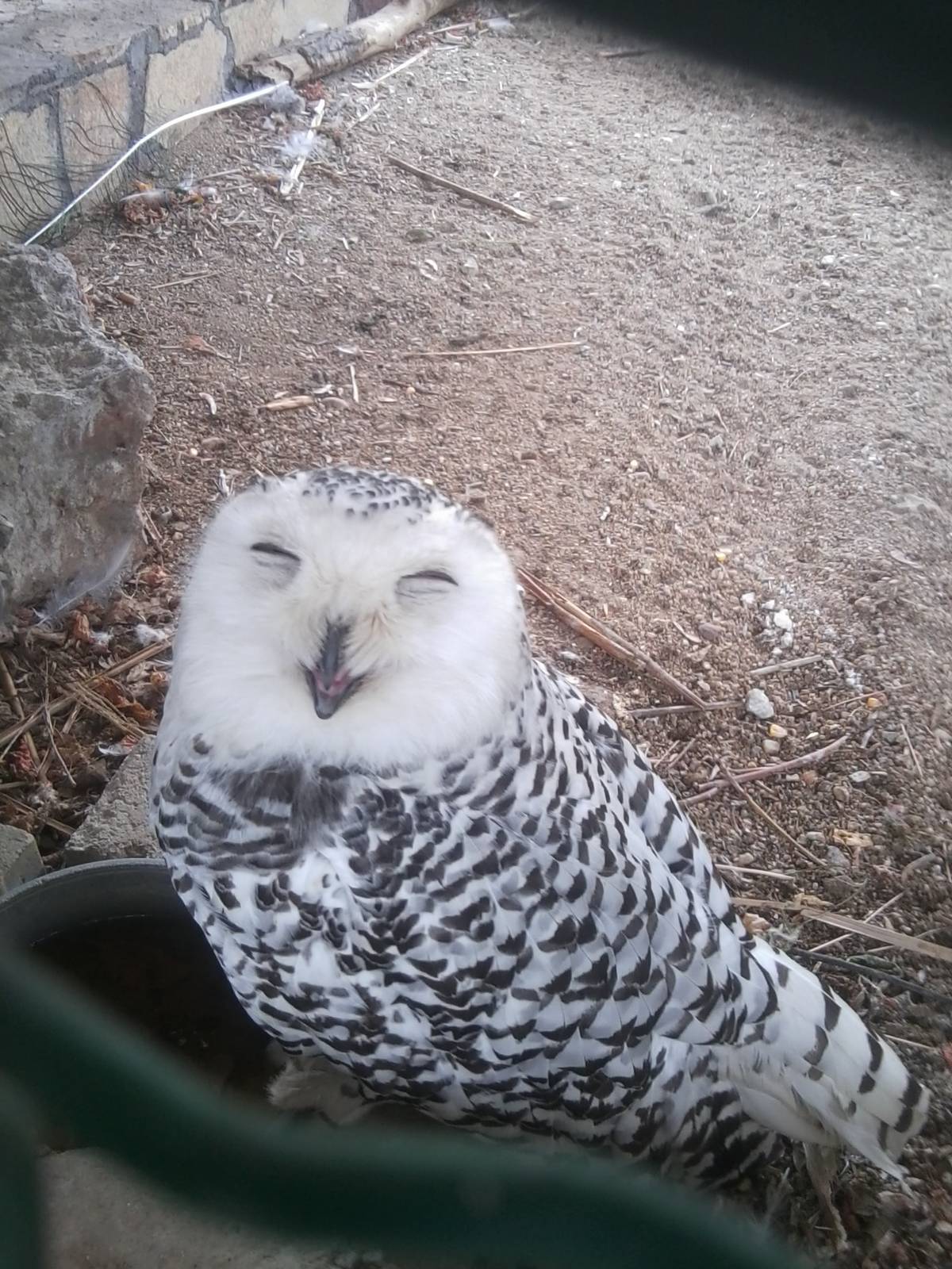 Skopje zoo walk June 29th, 2016, on a hot and humid day