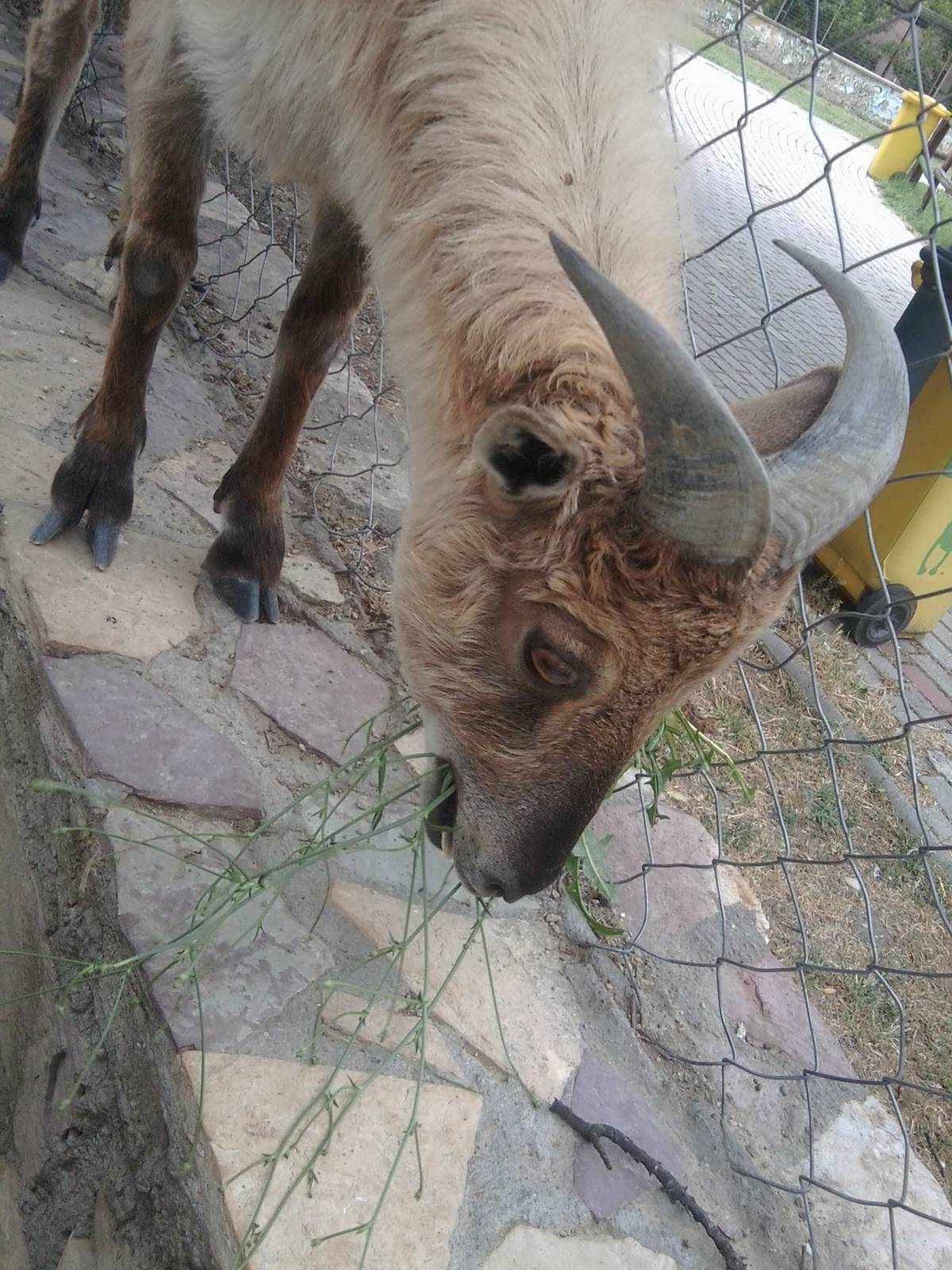 Skopje zoo walk June 29th, 2016, on a hot and humid day
