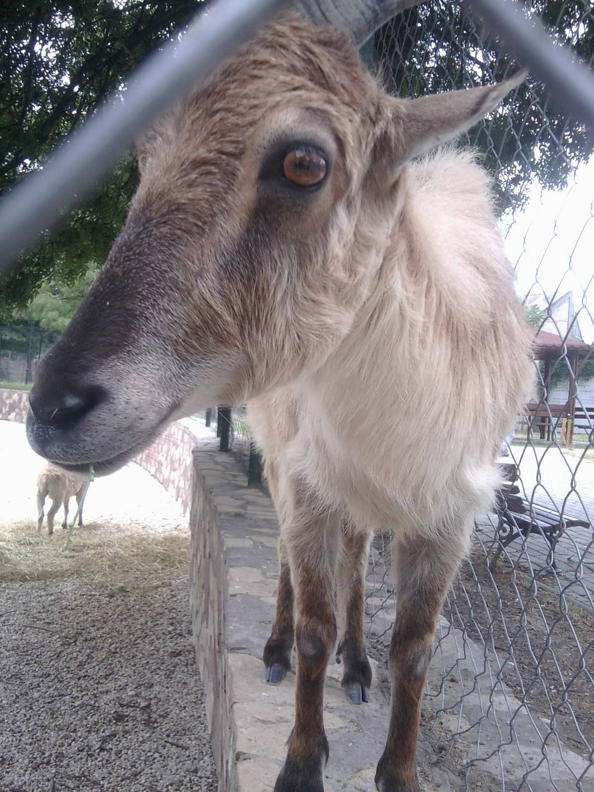Skopje zoo walk June 29th, 2016, on a hot and humid day