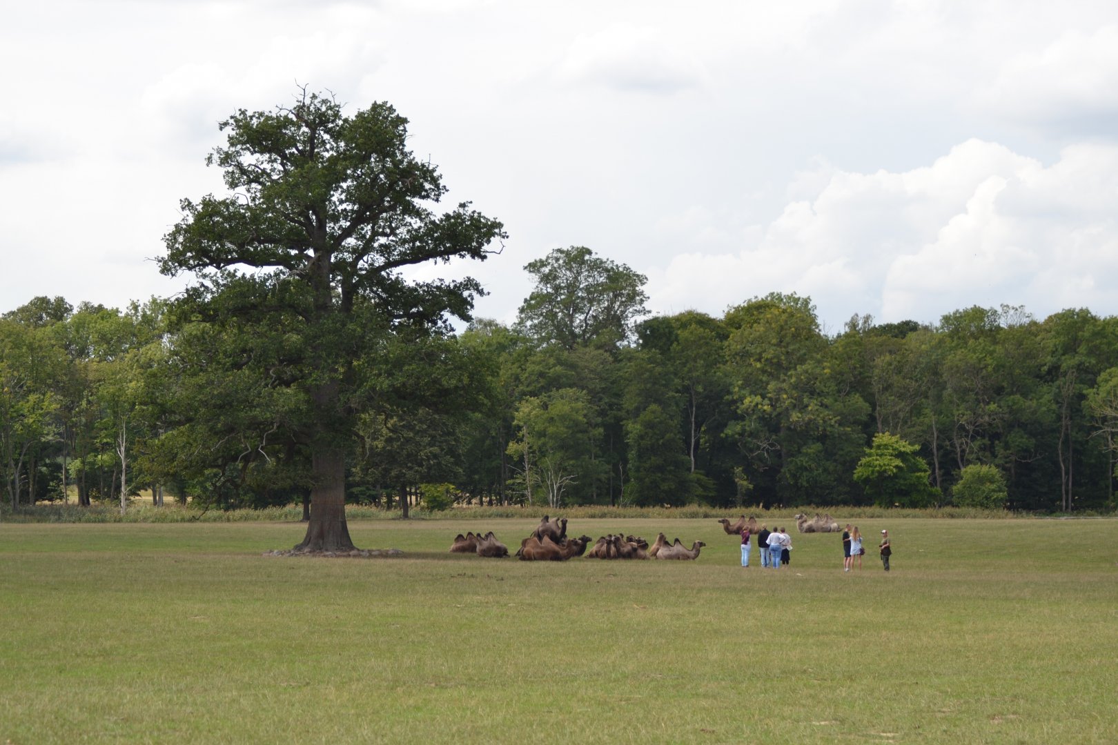 Skovriddersletten in Knuthenborg