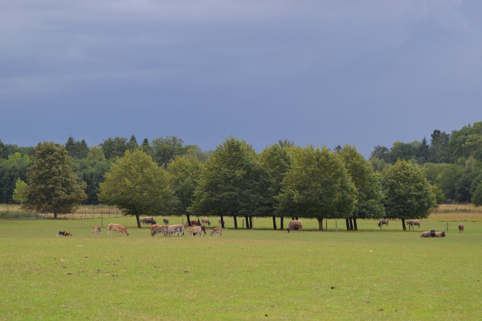 Skovriddersletten in Knuthenborg