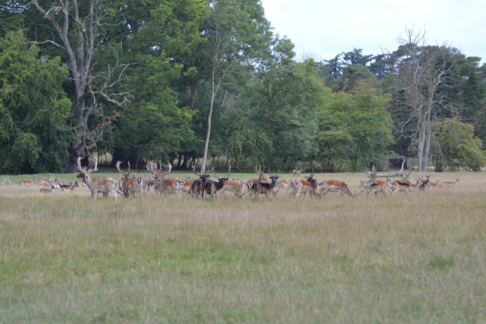 Skovriddersletten in Knuthenborg