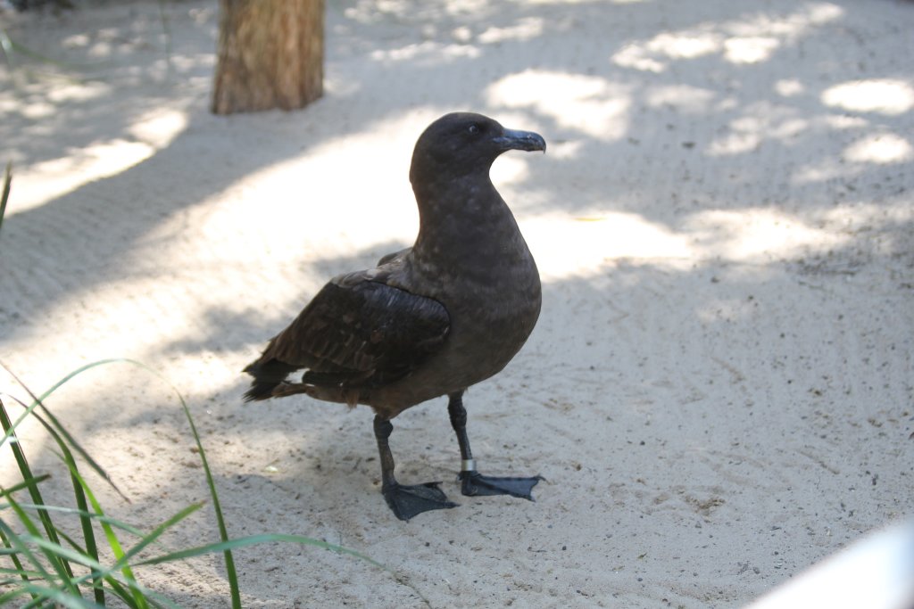 Skua