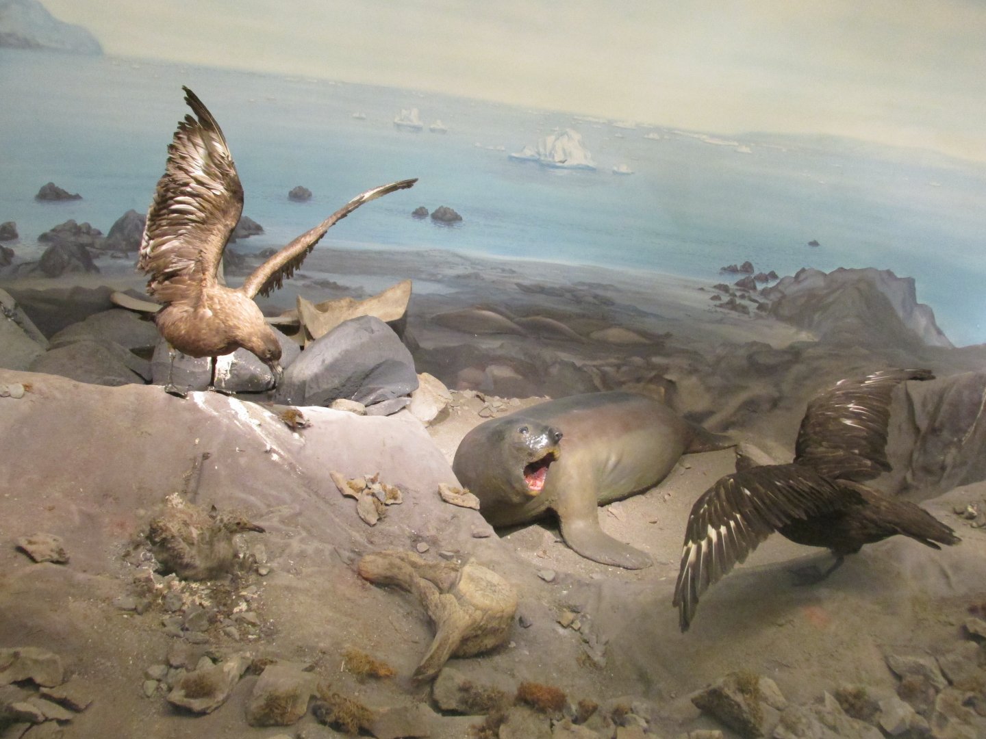 skuas and elephant seal museo de historia natural santiago chile