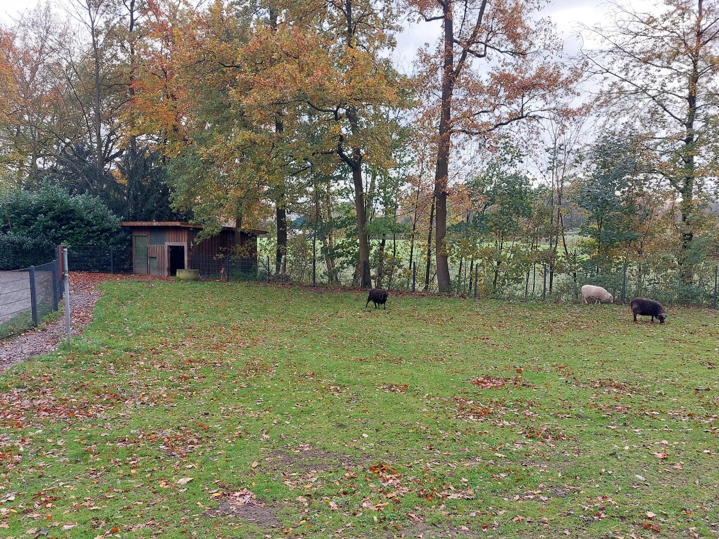 Skudde sheep enclosure (Stadtpark Emsdetten)