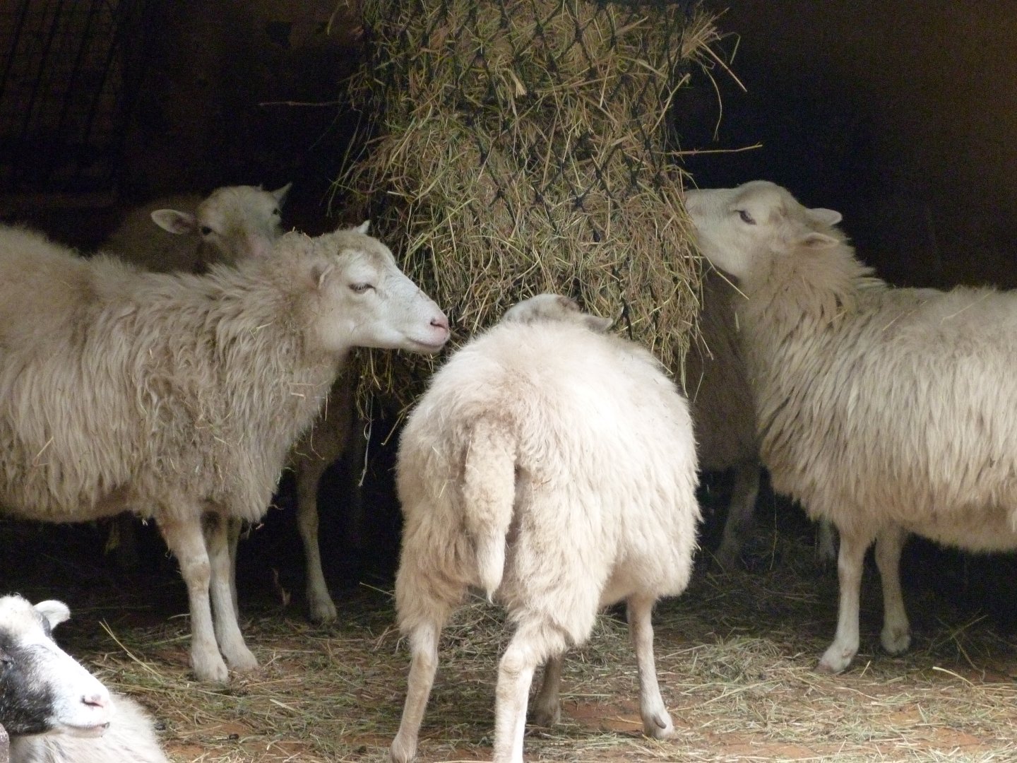 Skudde sheep -Tierpark Berlin (2024)