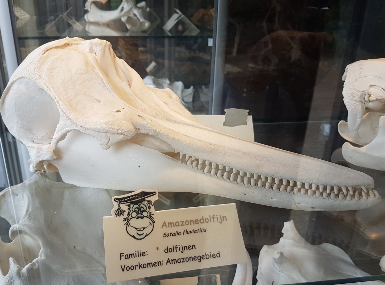 Skull Amazonas river dolphin