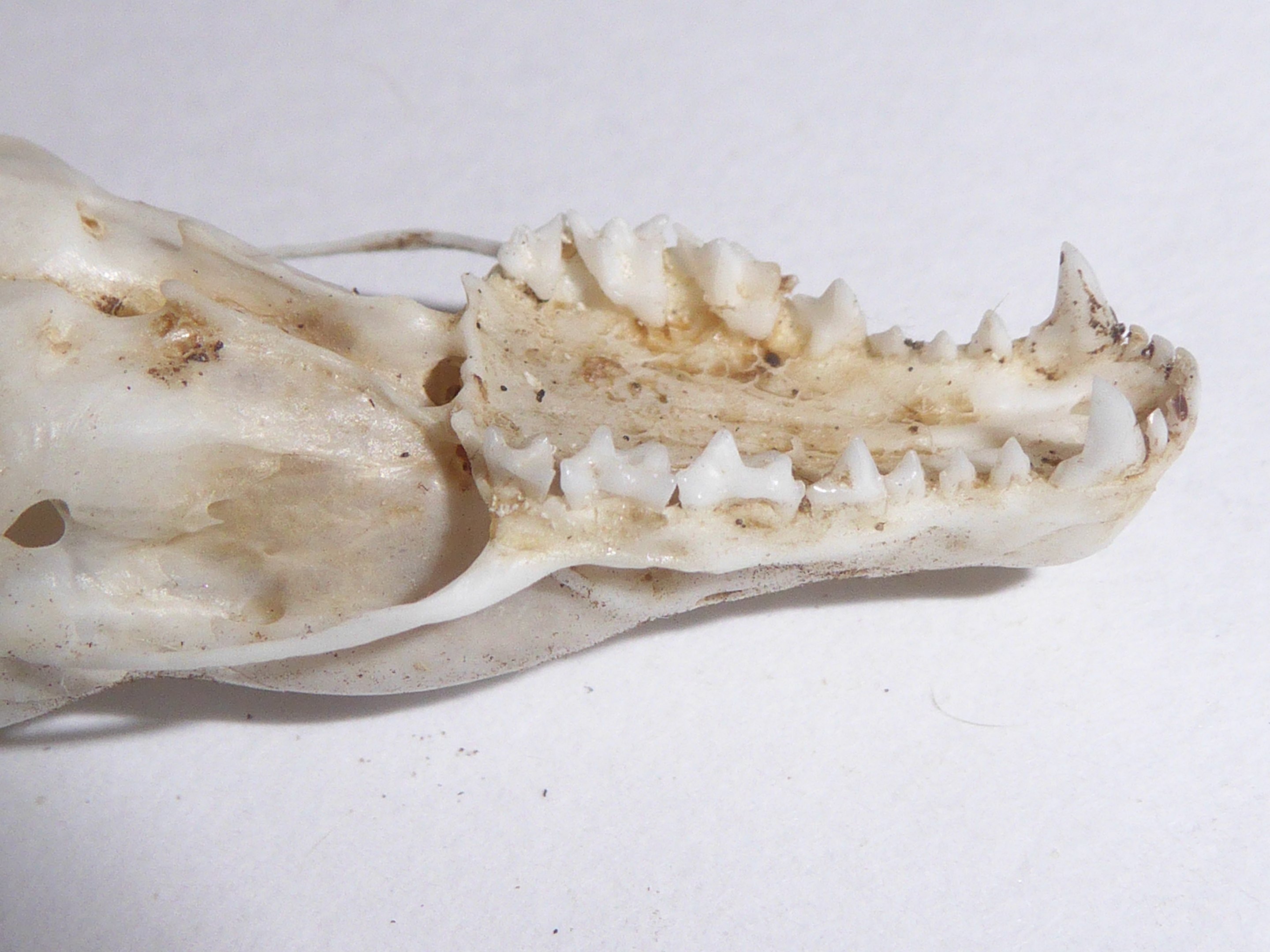Skull anatomy of European Mole (Talpa europaea) - close-up view of cranial teeth