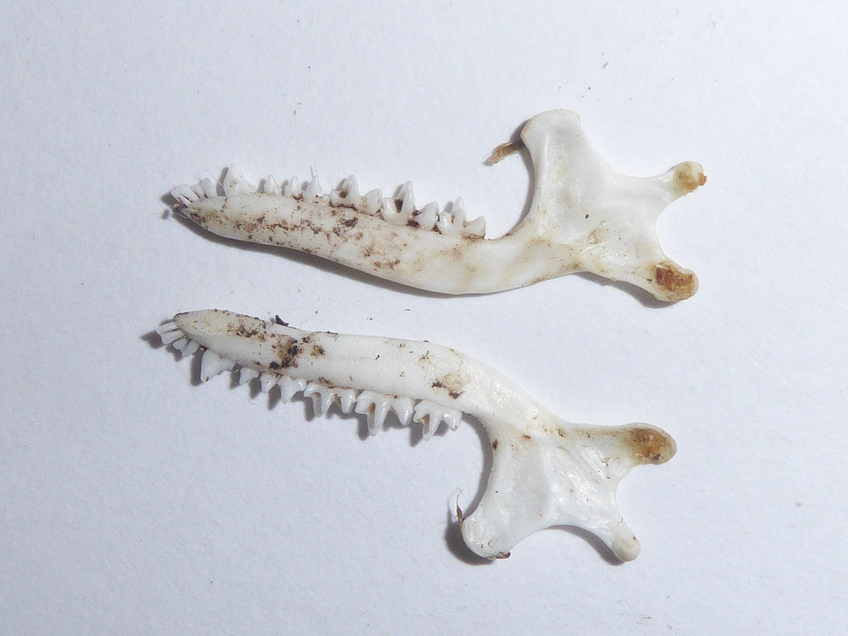 Skull anatomy of European Mole (Talpa europaea) - mandible shot 1