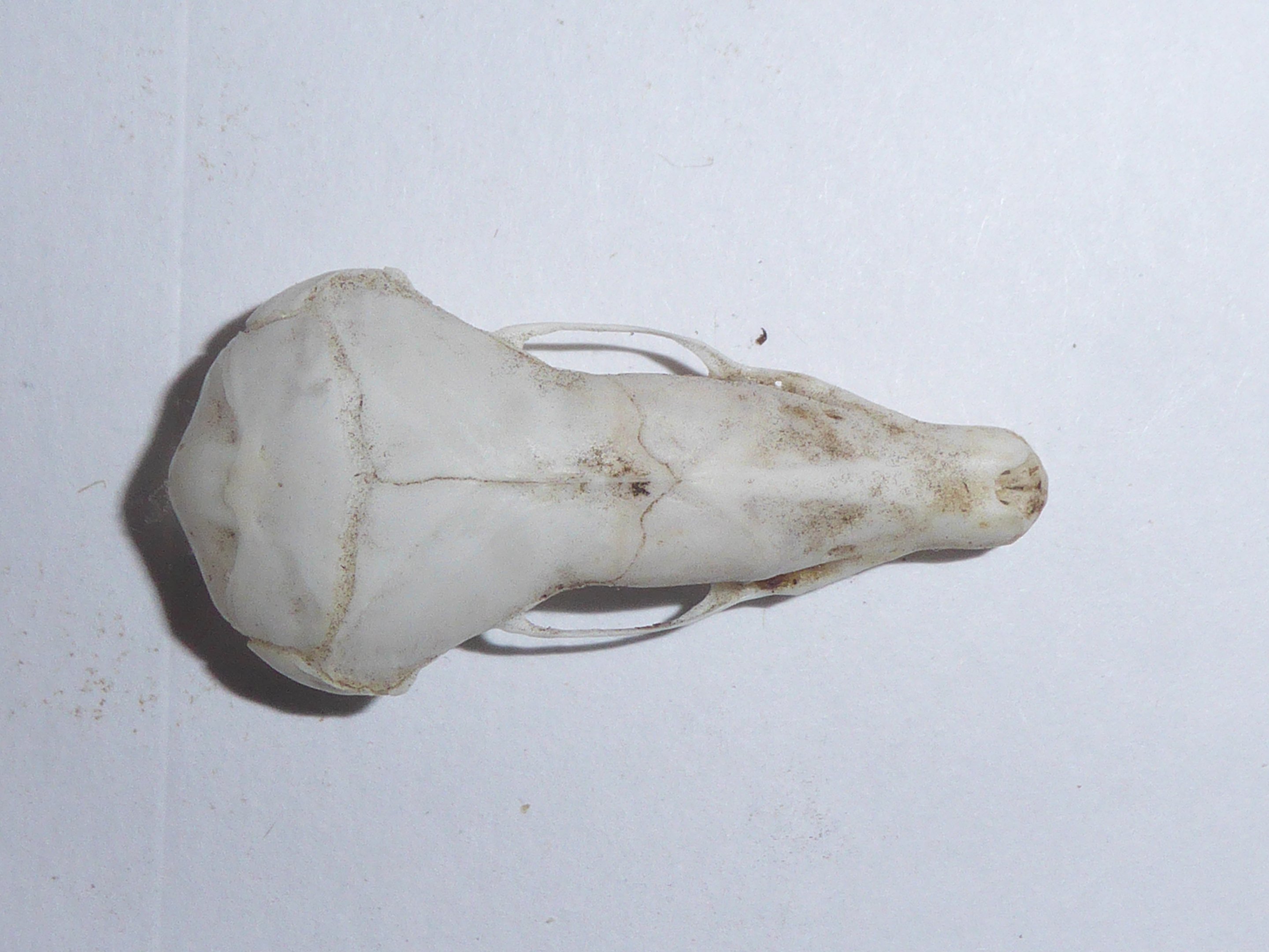 Skull anatomy of European Mole (Talpa europaea) - view of cranium from above