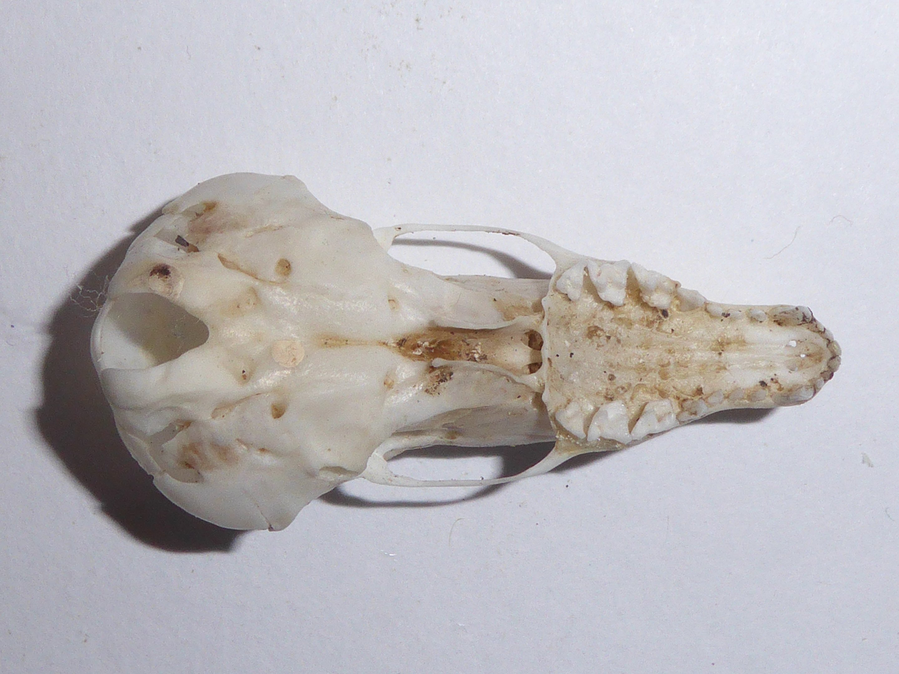 Skull anatomy of European Mole (Talpa europaea) - view of cranium from below