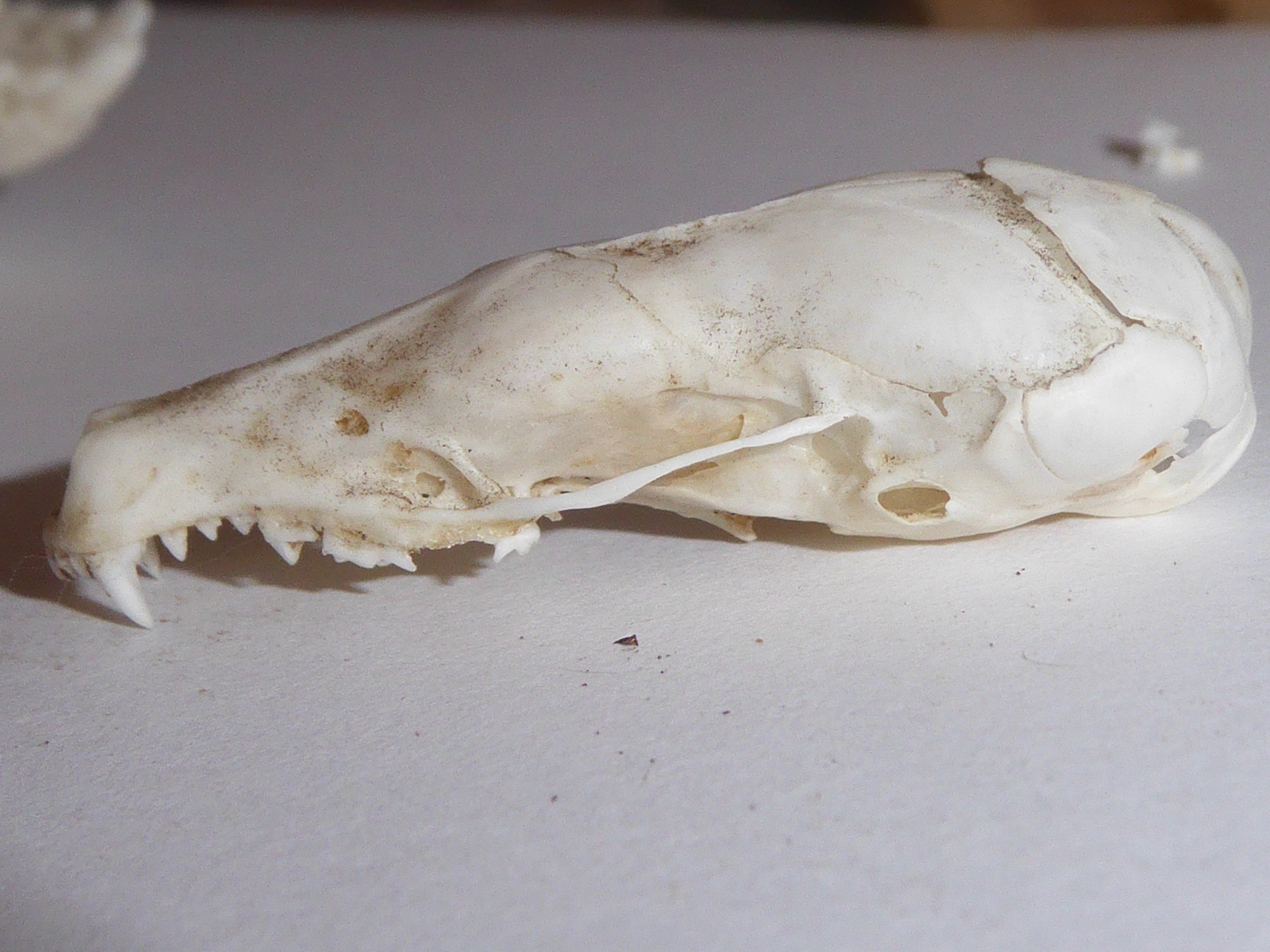Skull anatomy of European Mole (Talpa europaea) - view of cranium from left-hand side