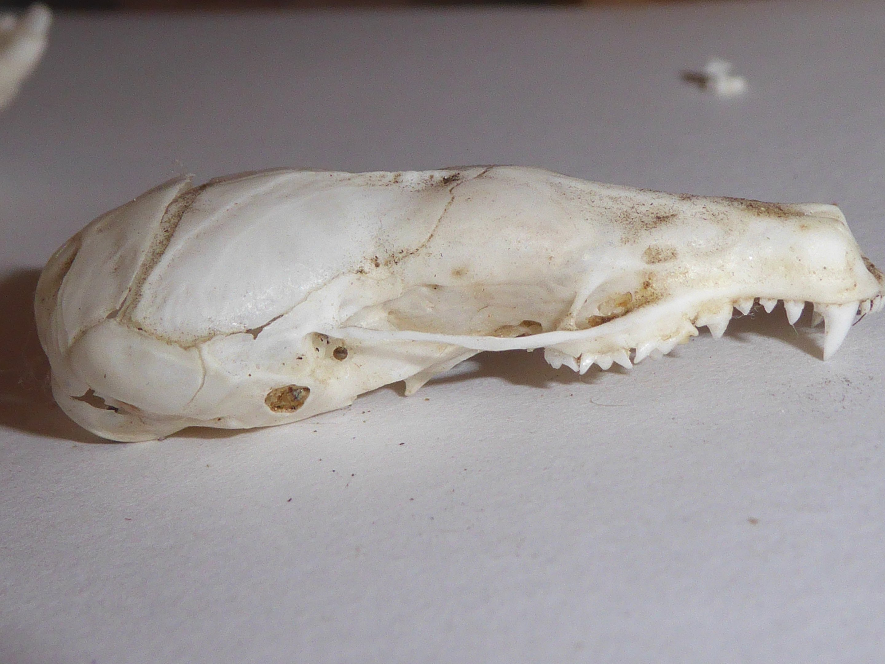 Skull anatomy of European Mole (Talpa europaea) - view of cranium from right-hand side