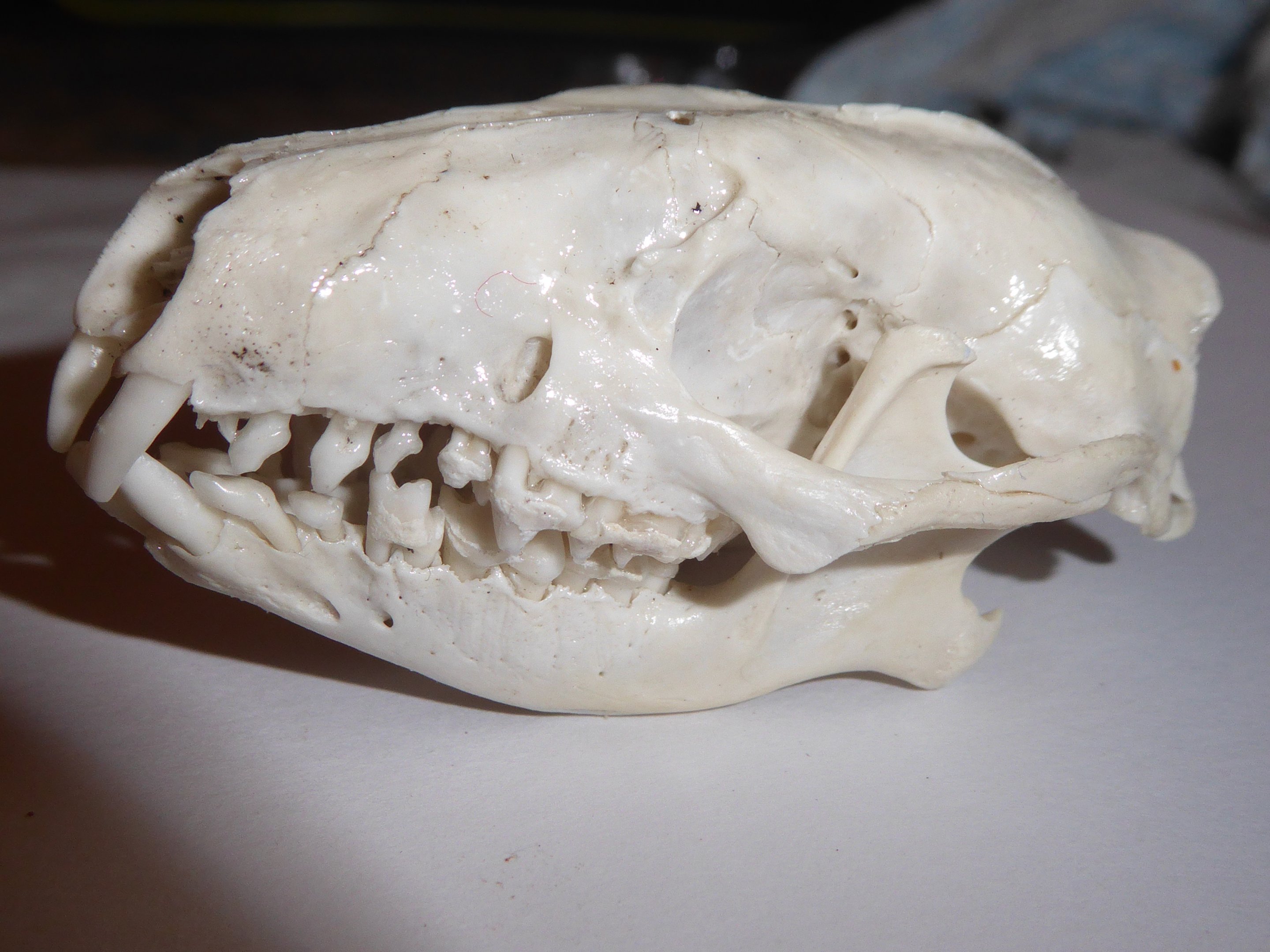 Skull anatomy of West European Hedgehog (Erinaceus europaeus) - complete skull viewed from left