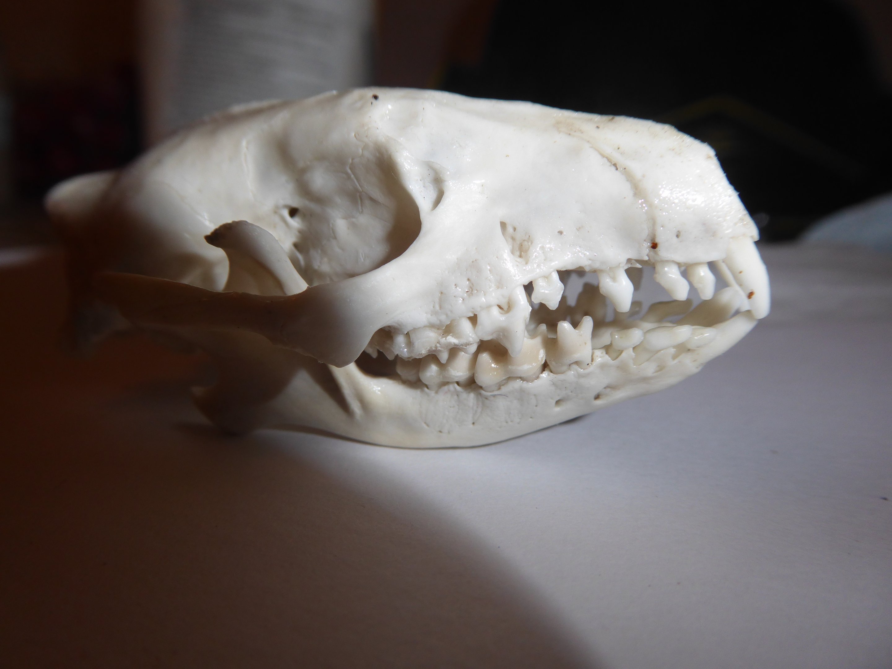 Skull anatomy of West European Hedgehog (Erinaceus europaeus) - complete skull viewed from right