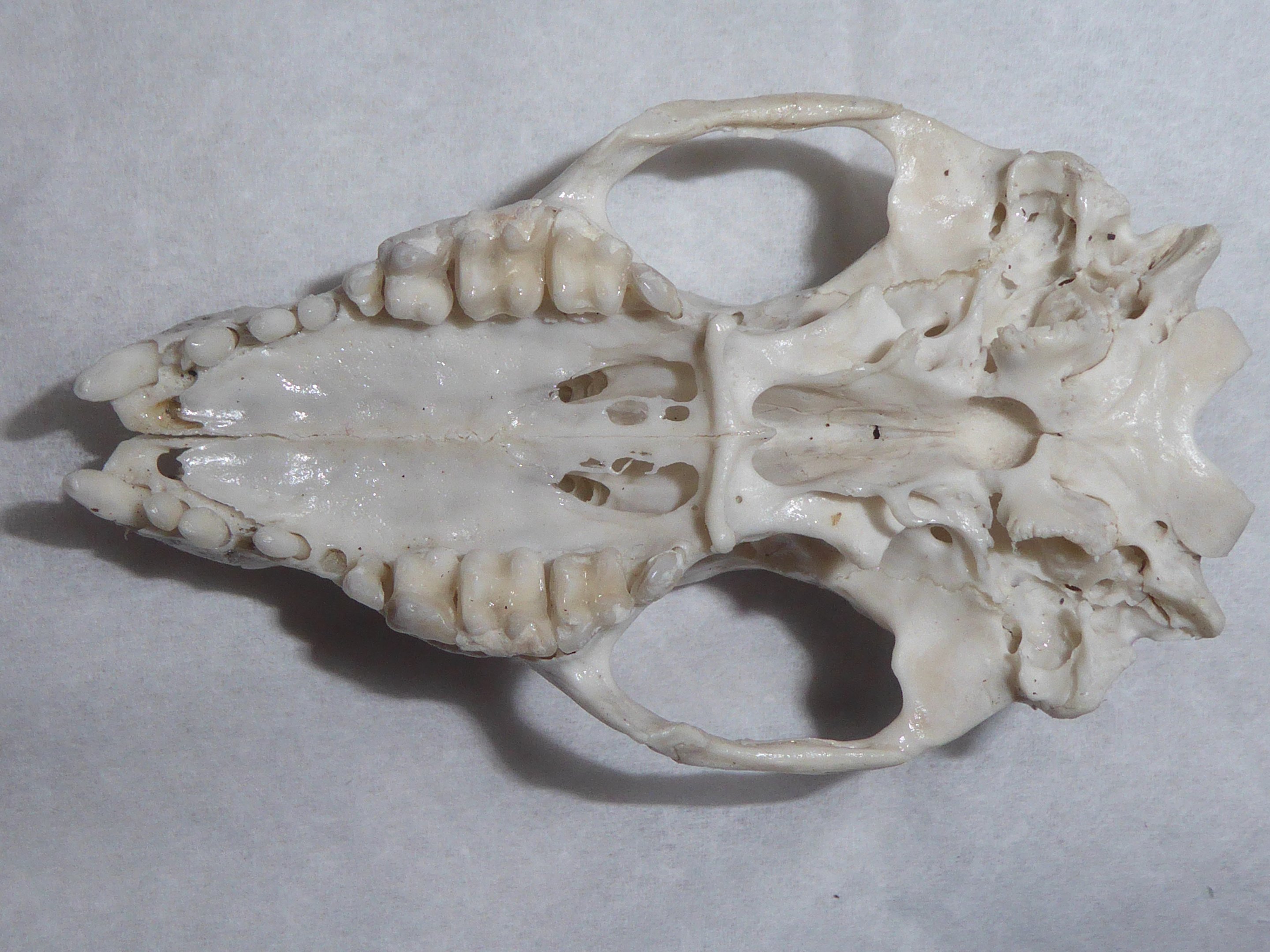 Skull anatomy of West European Hedgehog (Erinaceus europaeus) - cranial dentition