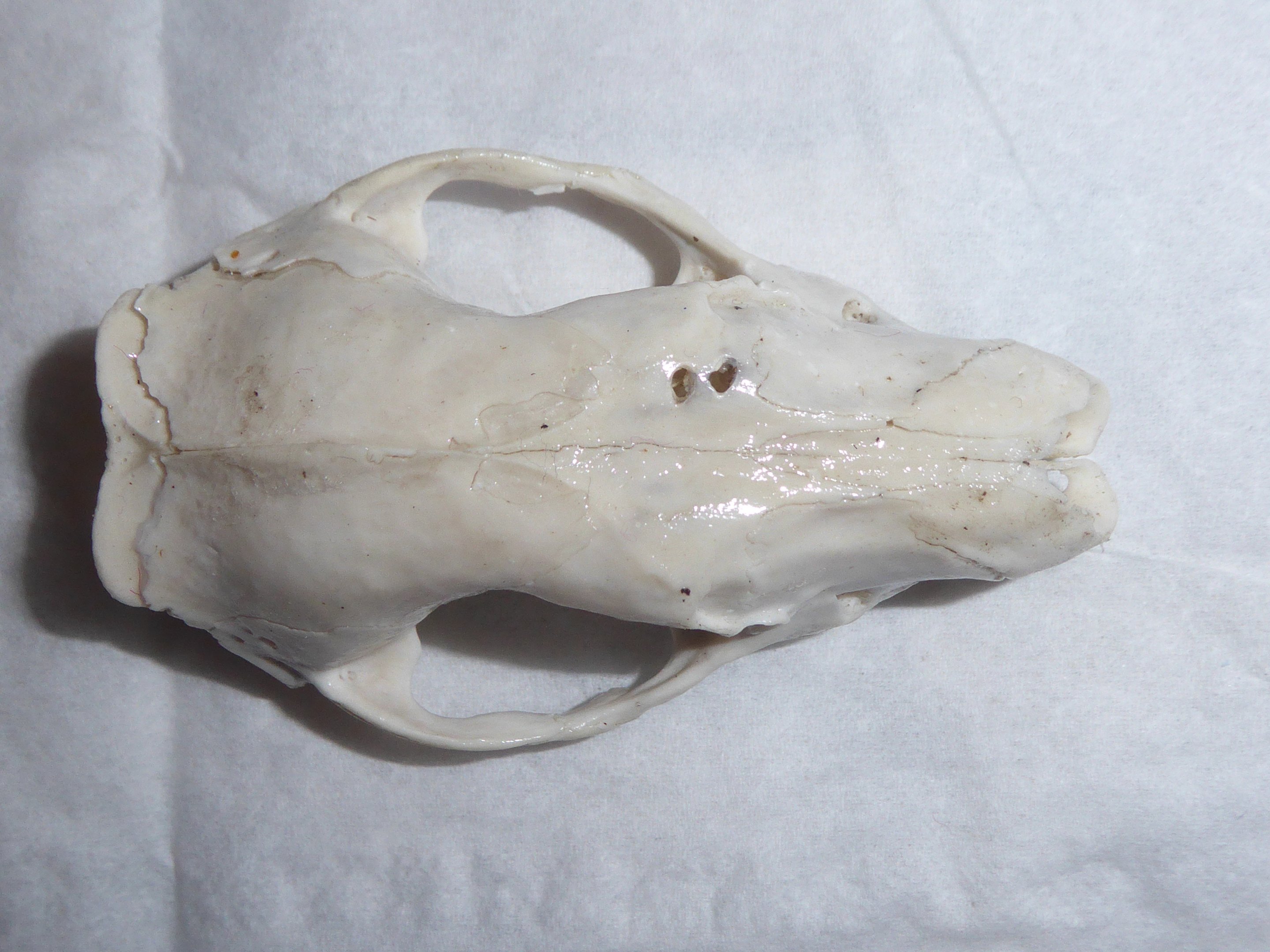 Skull anatomy of West European Hedgehog (Erinaceus europaeus) - cranium viewed from above