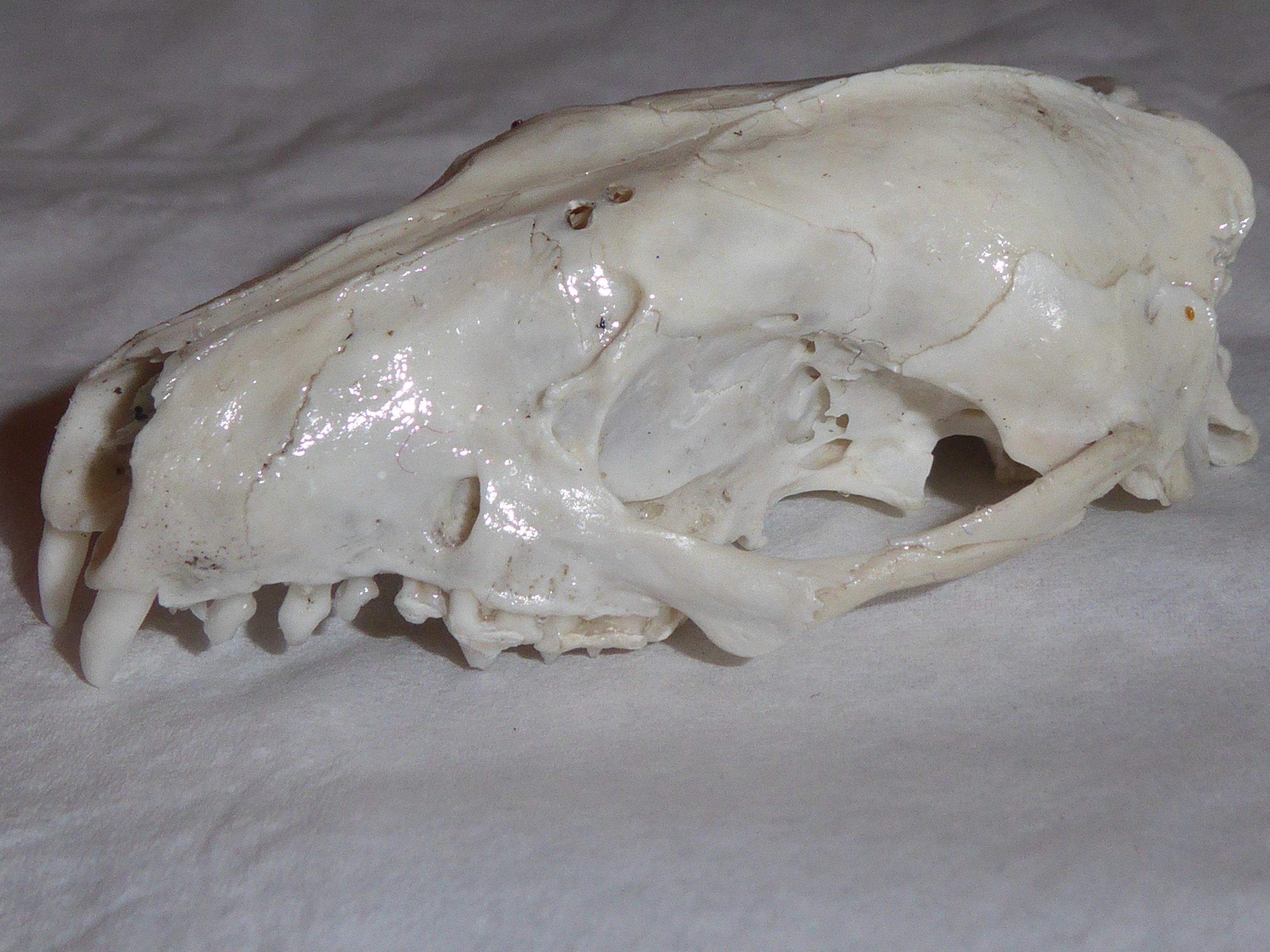 Skull anatomy of West European Hedgehog (Erinaceus europaeus) - cranium viewed from left