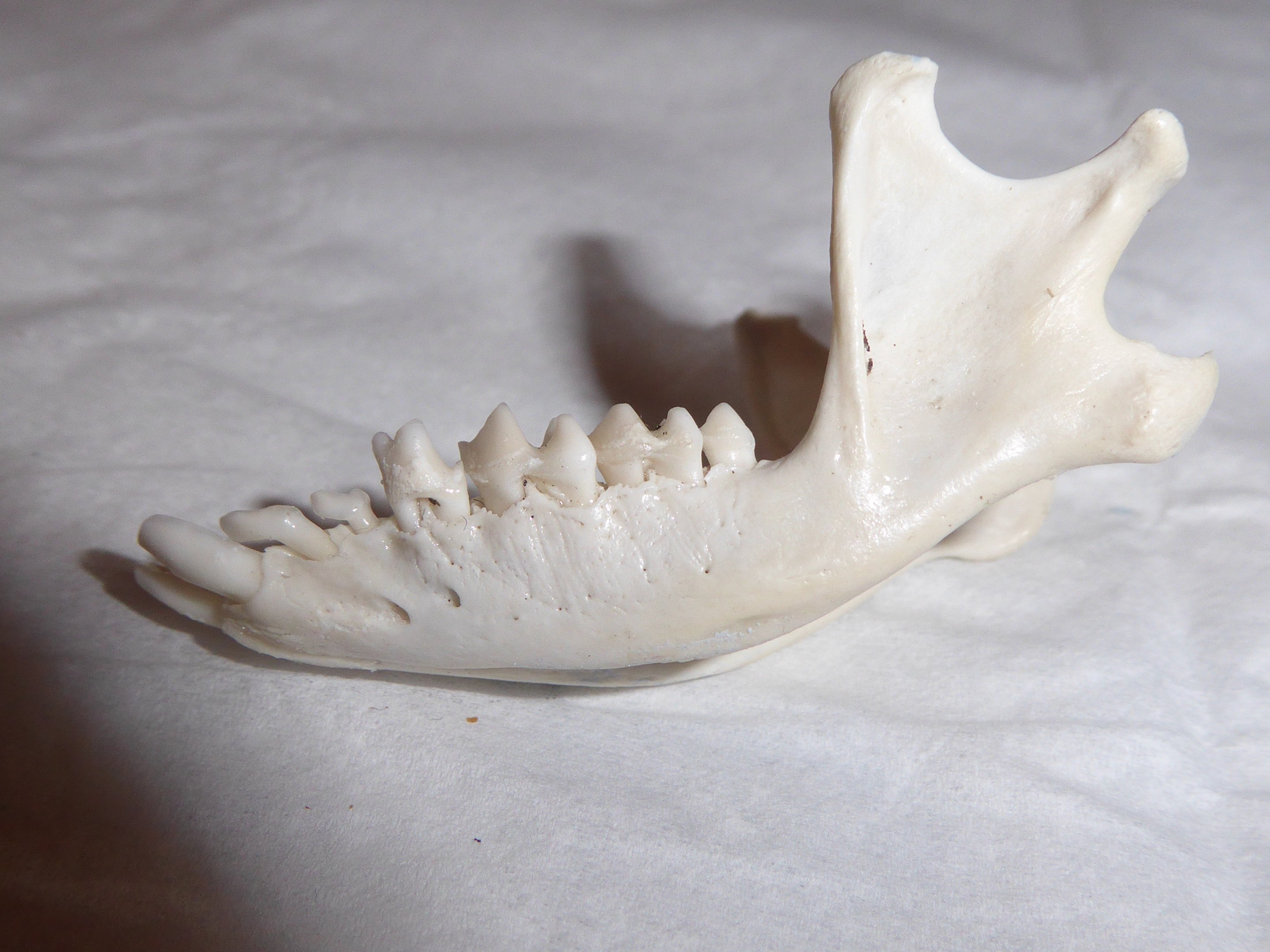 Skull anatomy of West European Hedgehog (Erinaceus europaeus) - mandible viewed from left