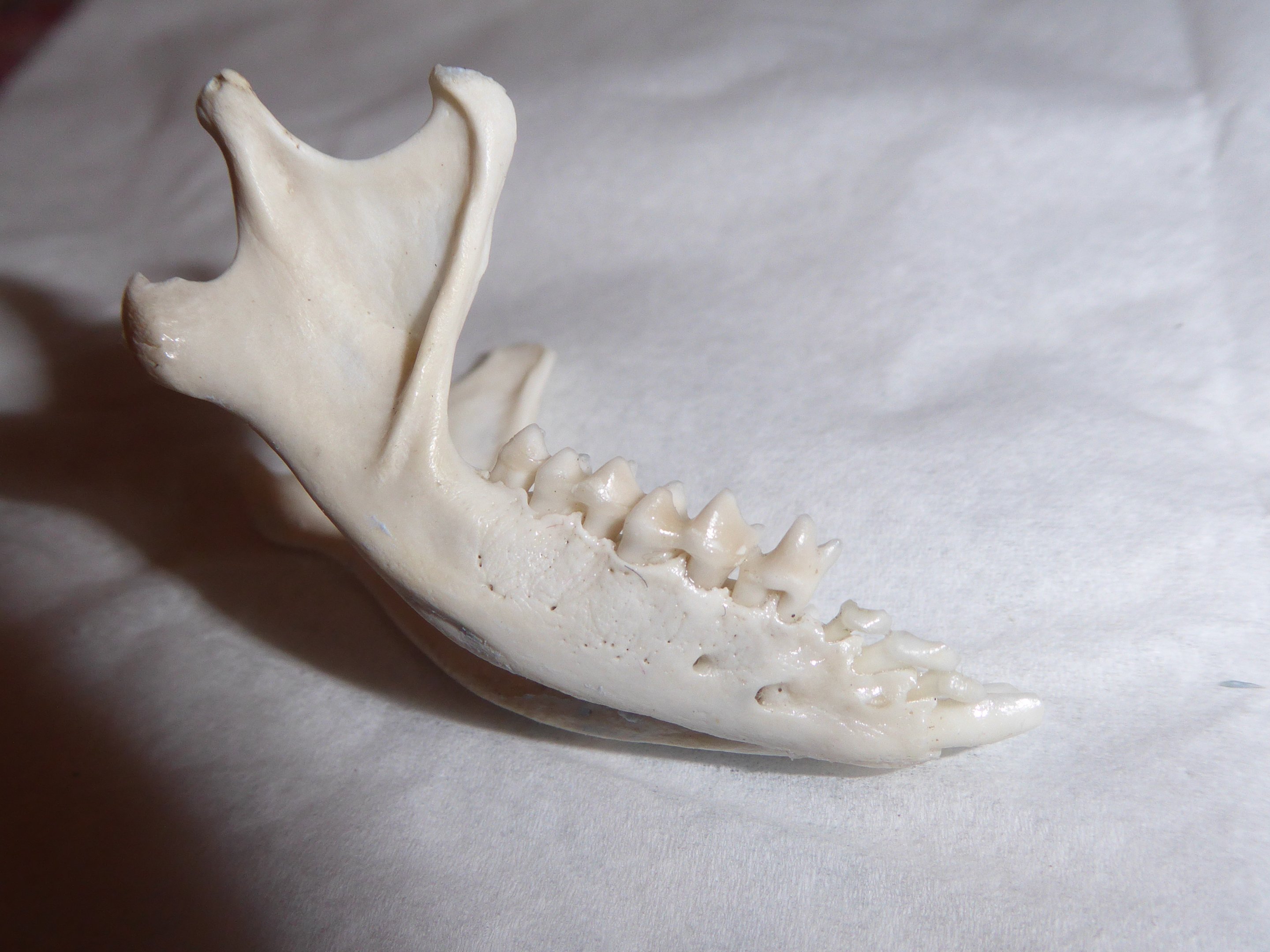 Skull anatomy of West European Hedgehog (Erinaceus europaeus) - mandible viewed from right