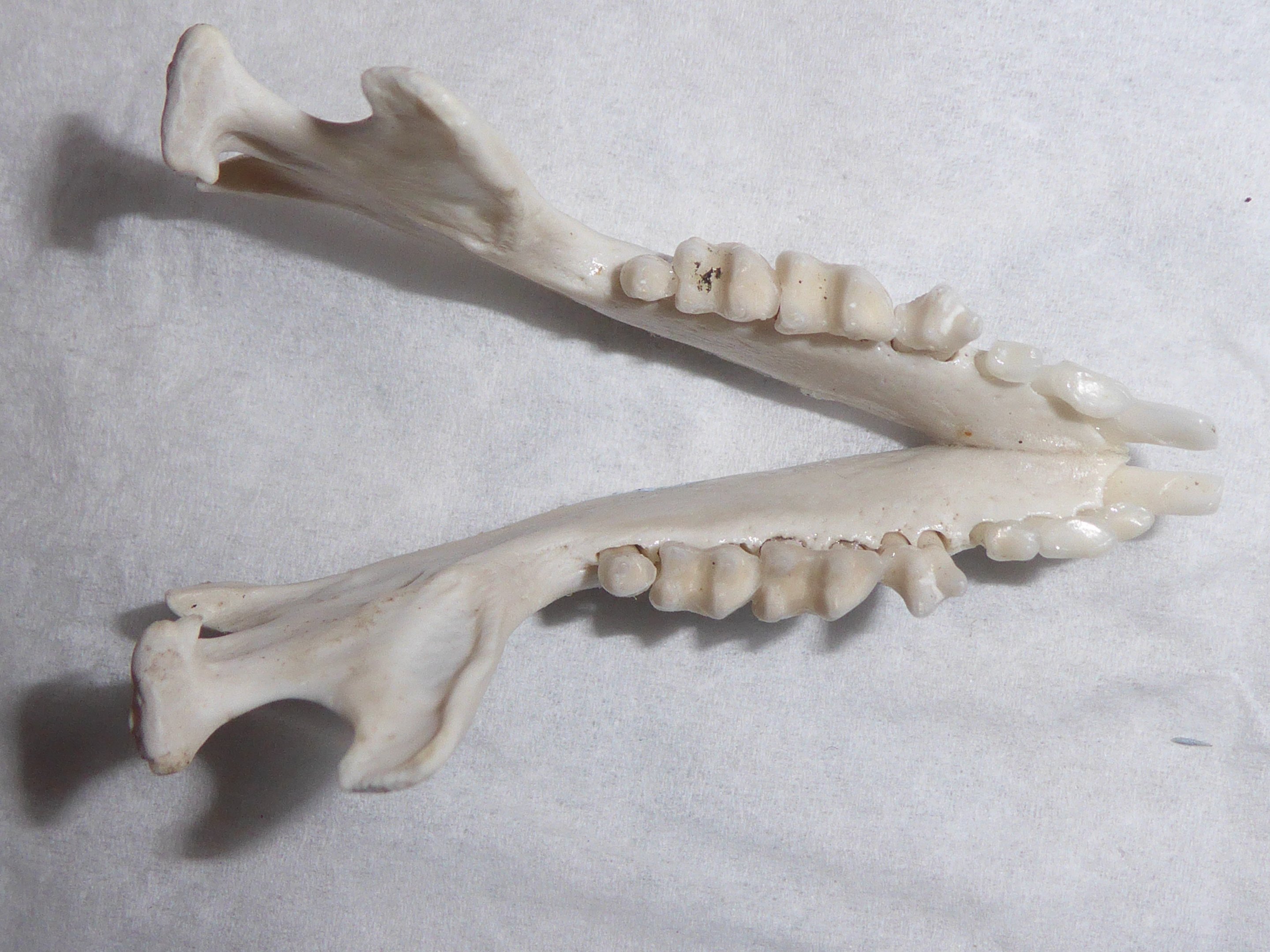 Skull anatomy of West European Hedgehog (Erinaceus europaeus) - mandibular dentition