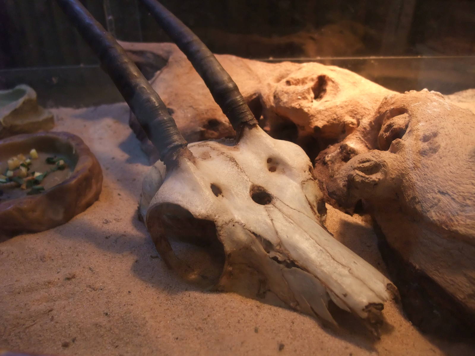 Skull at Dudley, 18/12/11