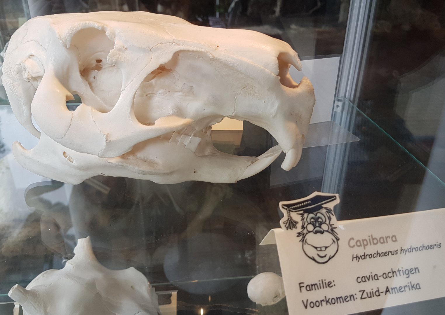 Skull Capybara