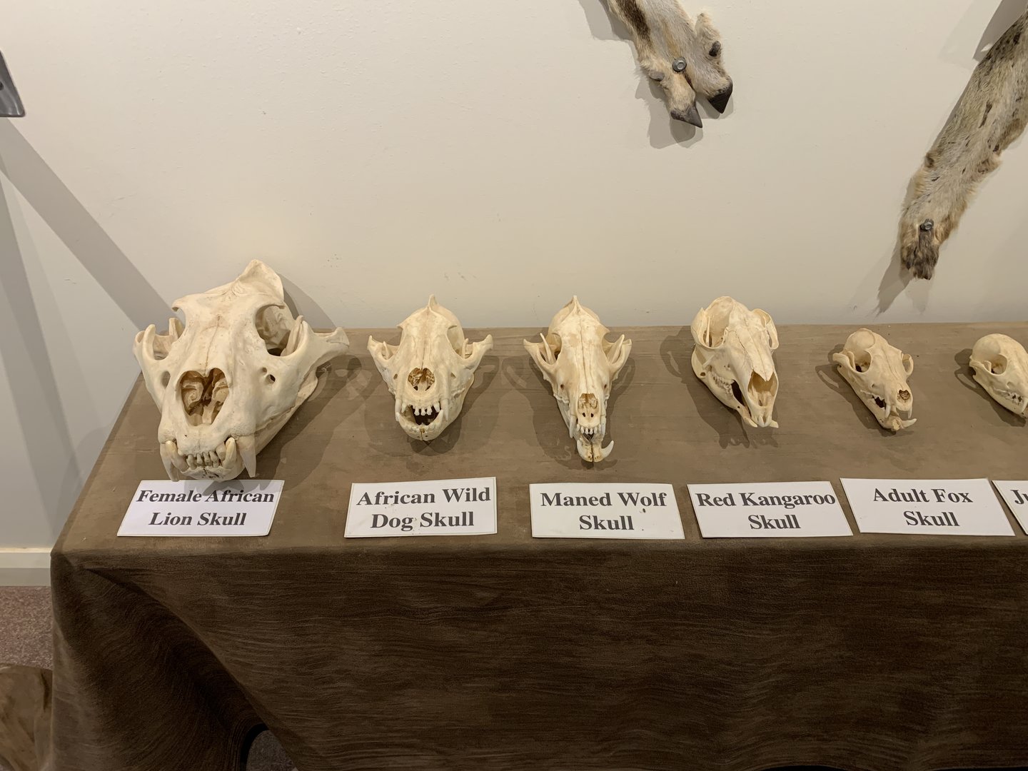Skull Collection