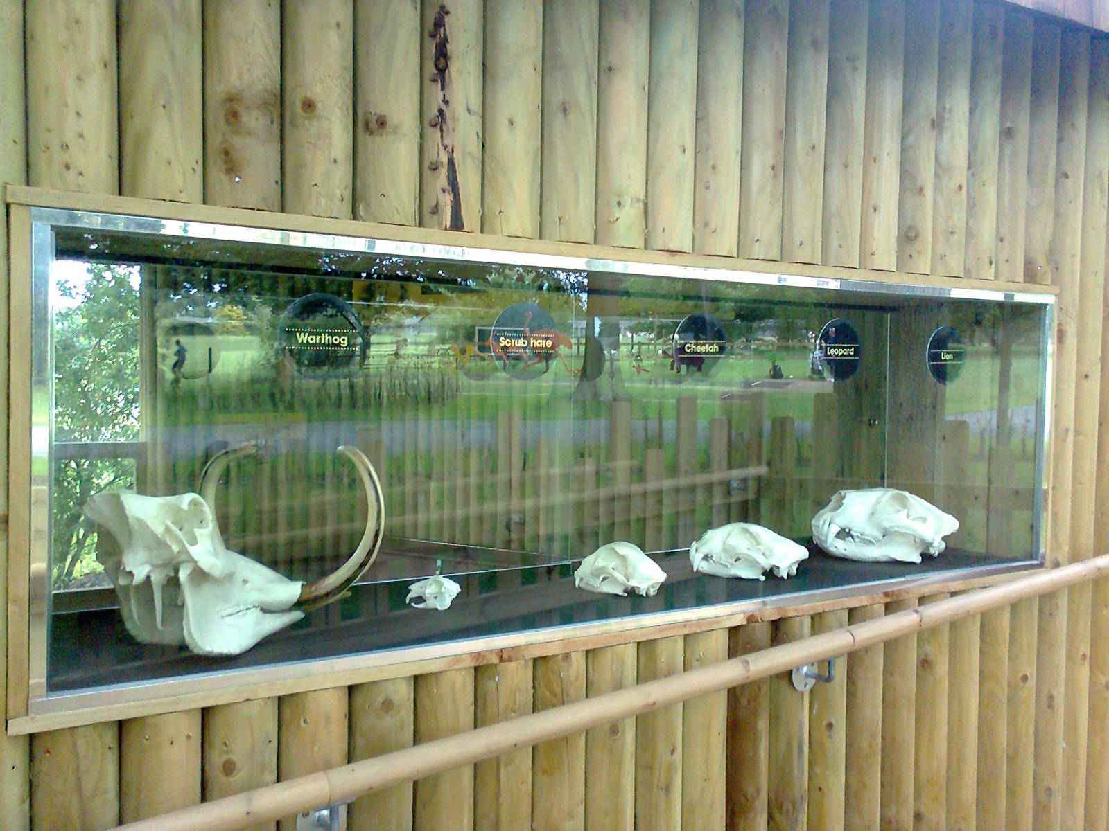 Skull display at Cheetah enclosure 2011