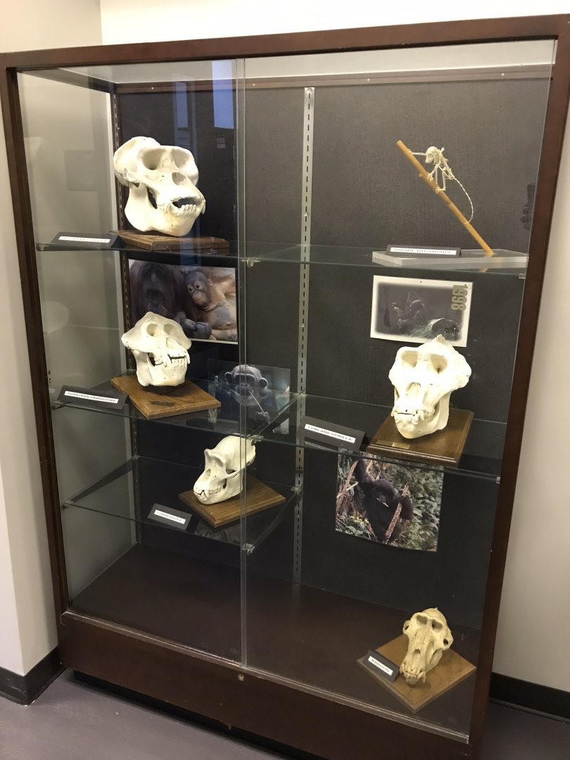 Skull Display Case in Stedman Building