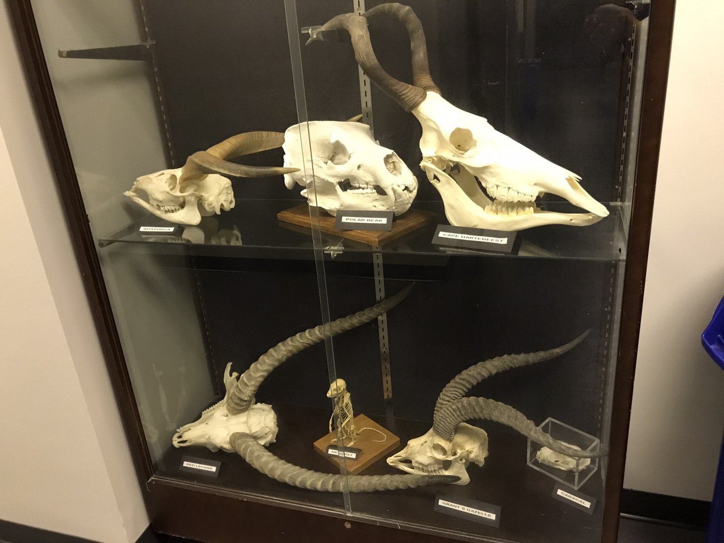 Skull Display Case in Stedman Building