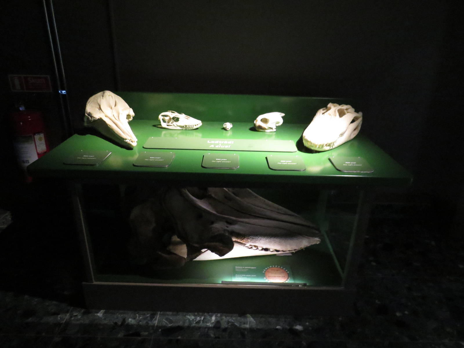 Skull display, June 2015