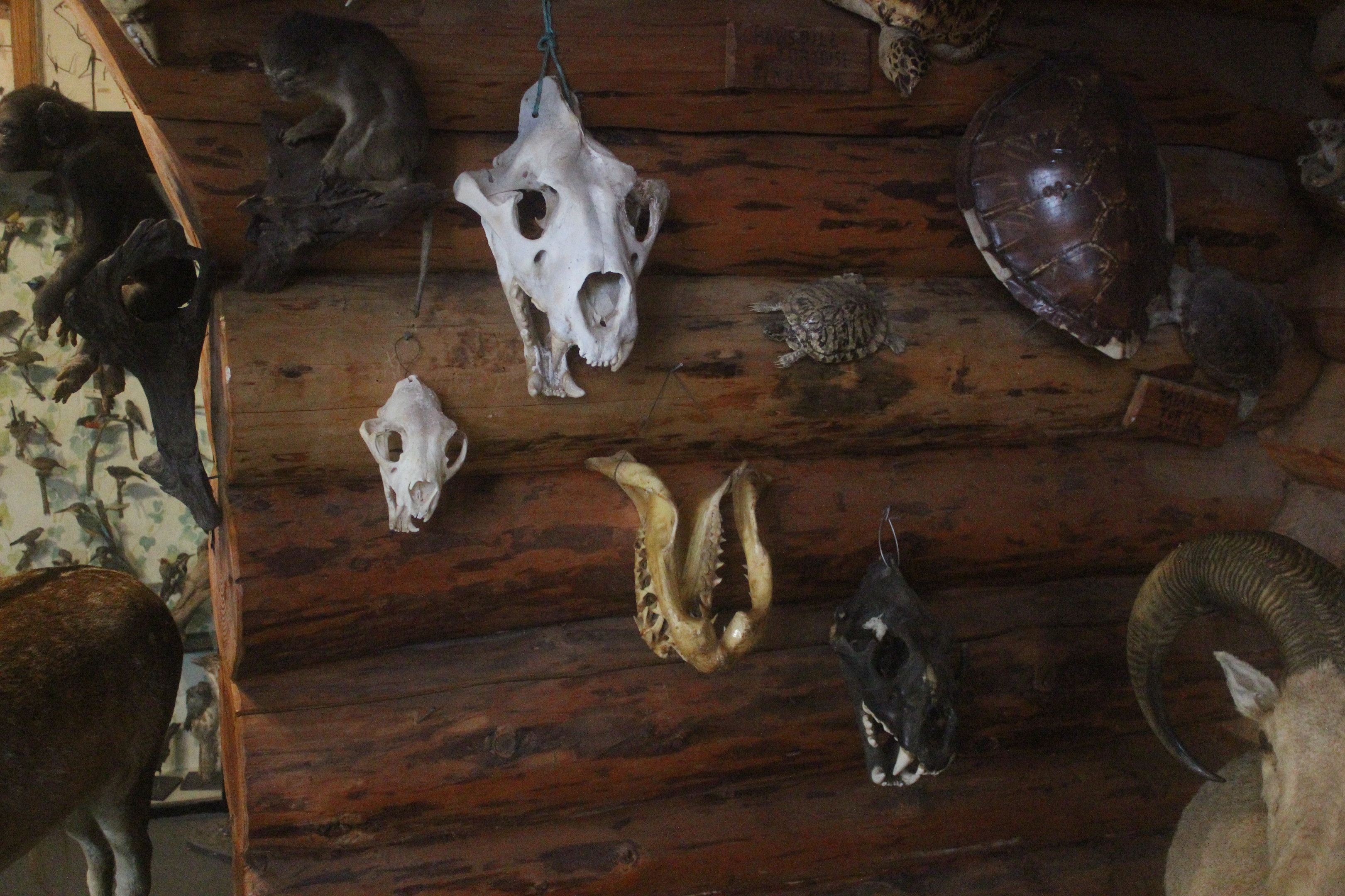 Skull display, Kahutara Taxidermy Gallery