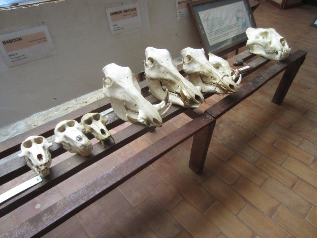 Skull display