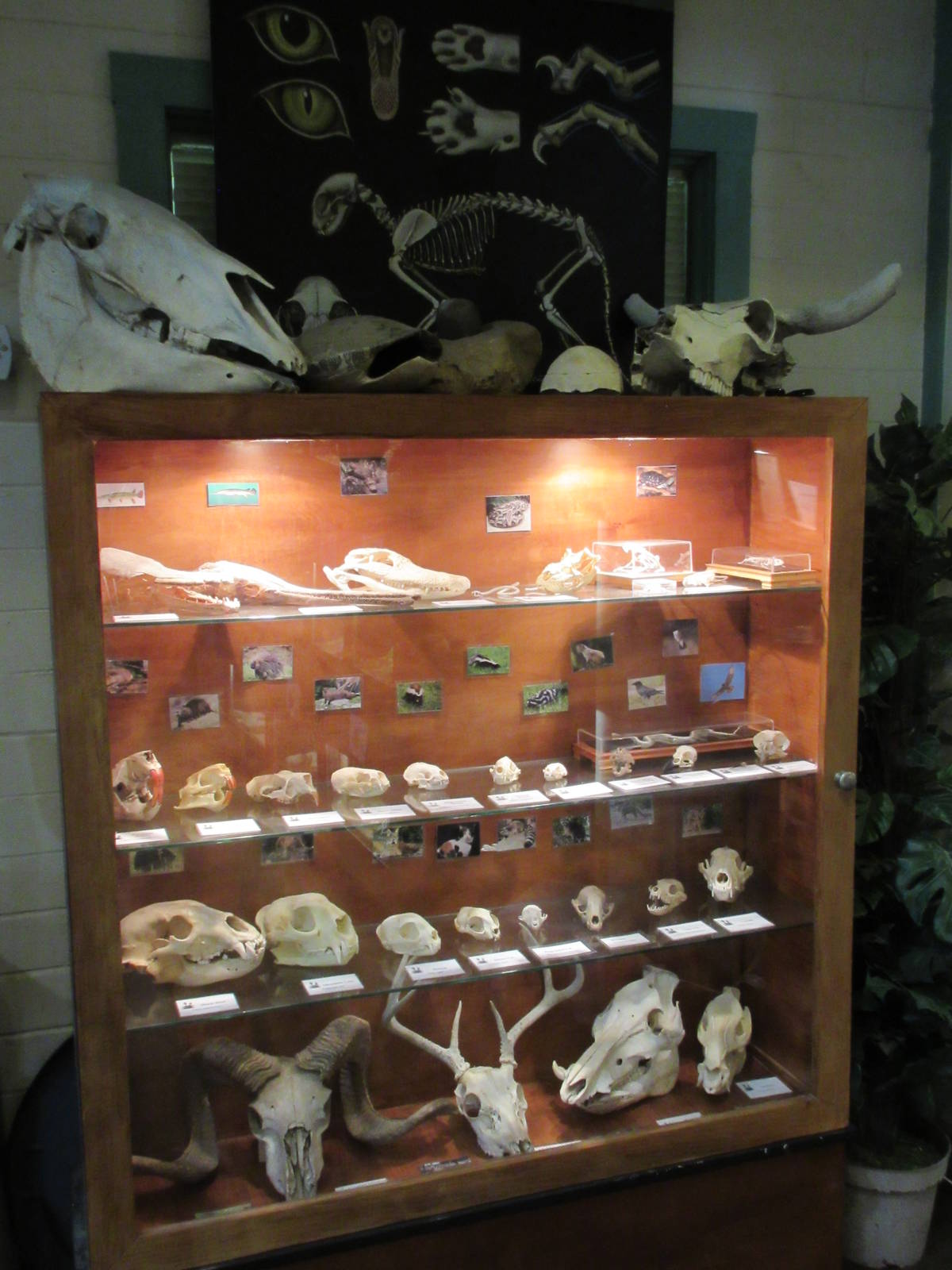 Skull Display
