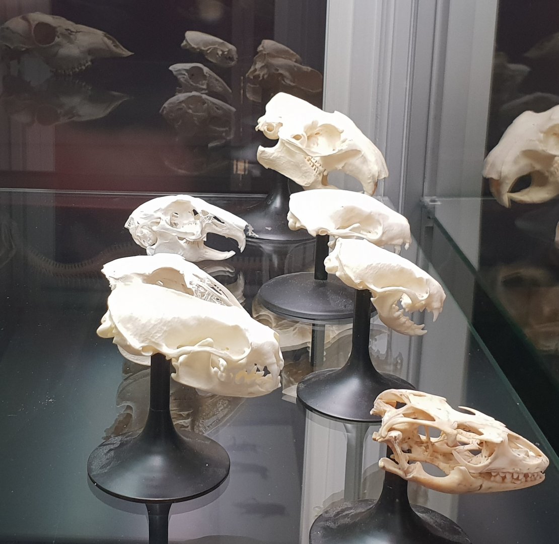 Skull display
