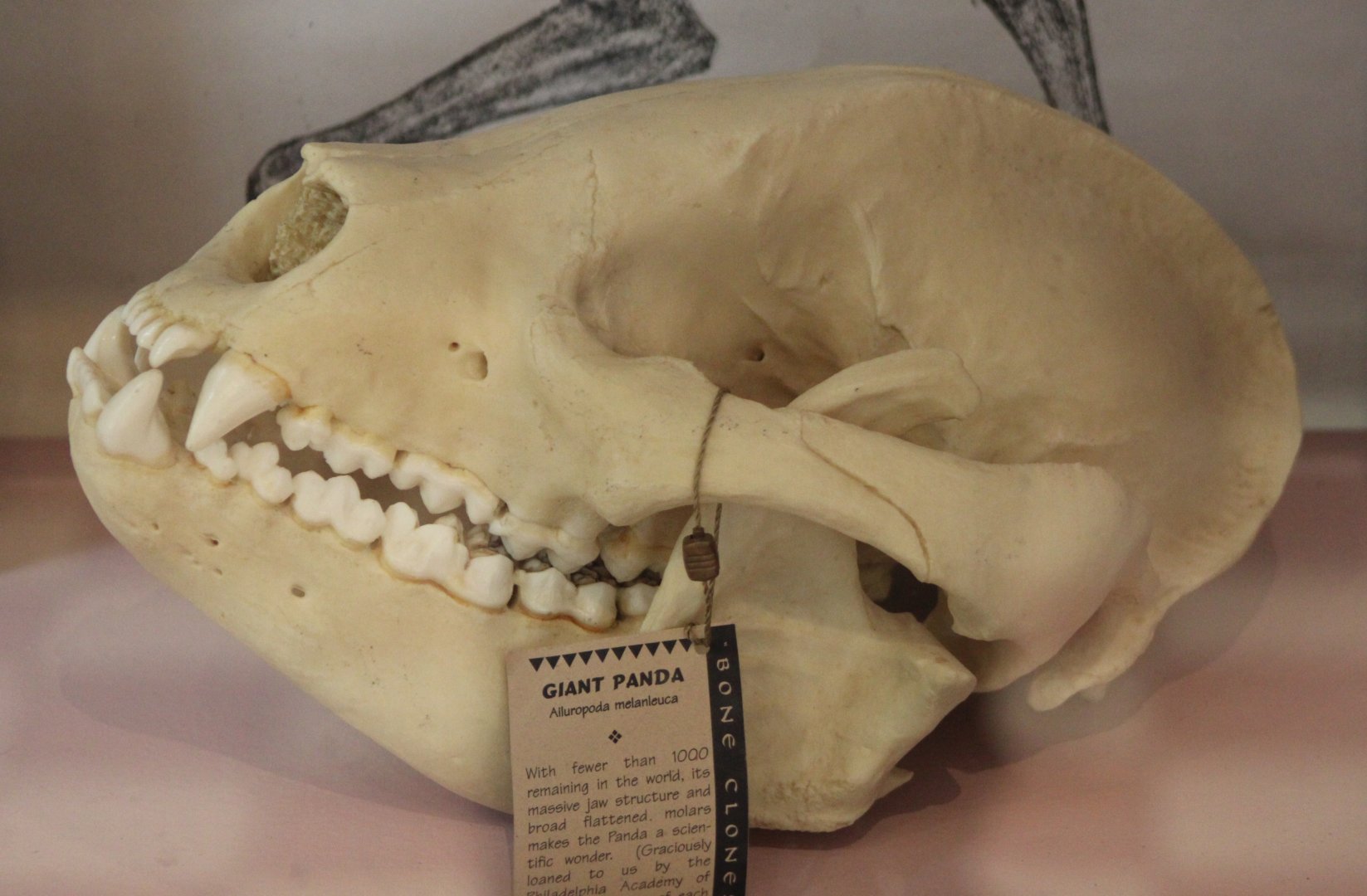 Skull Giant panda